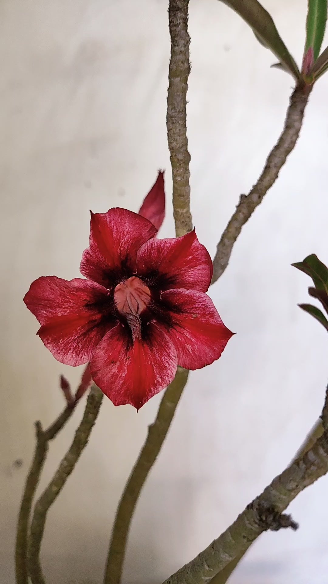 Planta Simples 3618 – 30cm – 02 anos