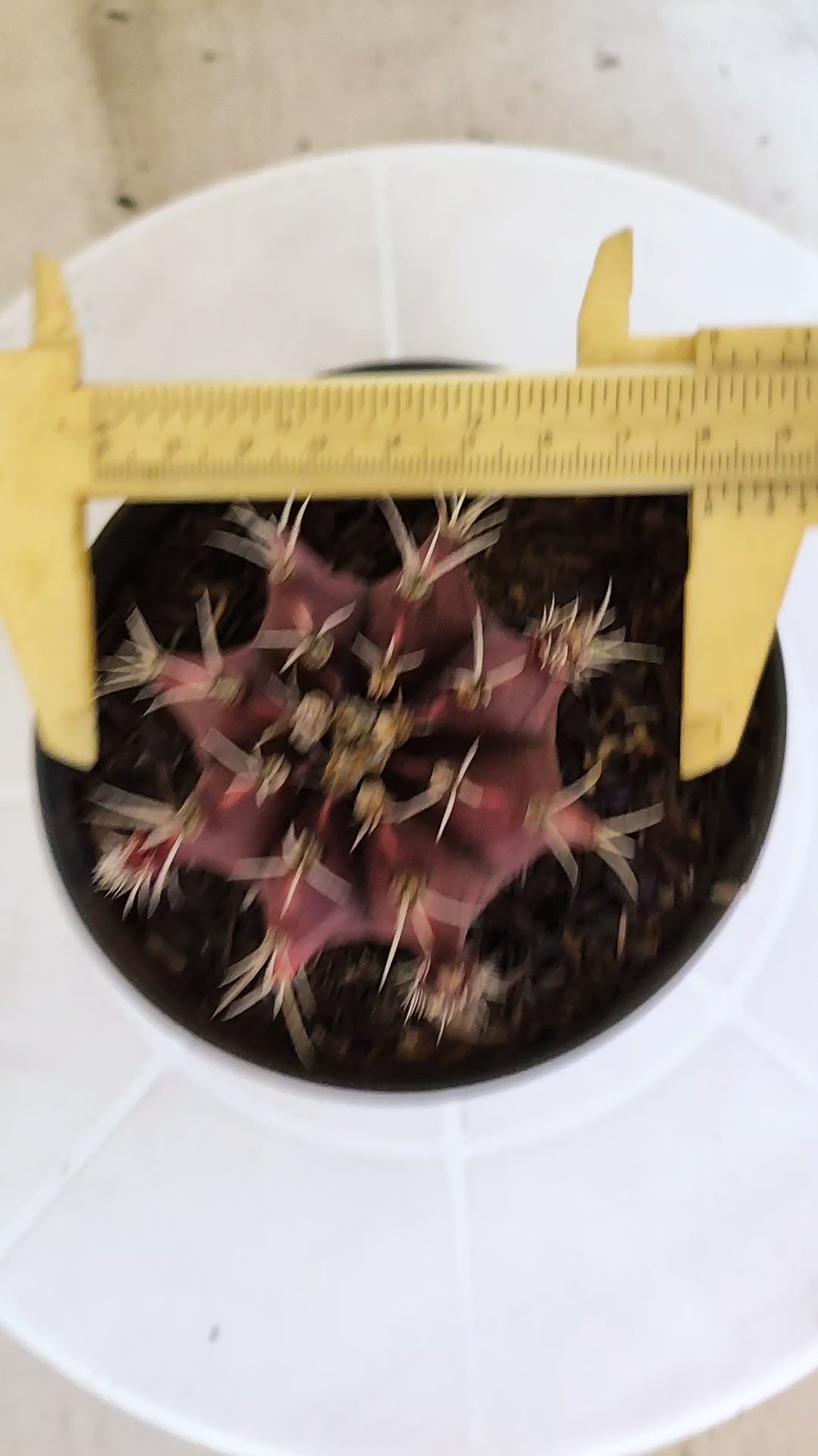 GYMNOCALYCIUM Mihanovichii "HÍBRIDO" Nº 1232 – vaso 11