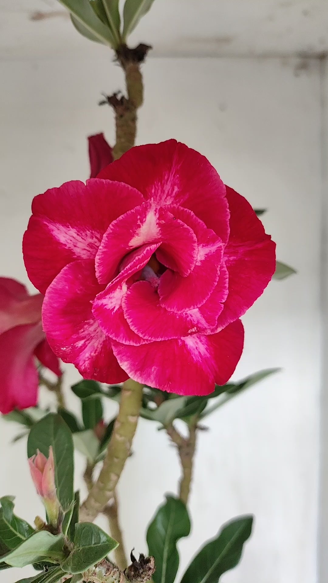 Matriz Planta Dobrada 287 –  40cm – 03 anos - Vaso 20