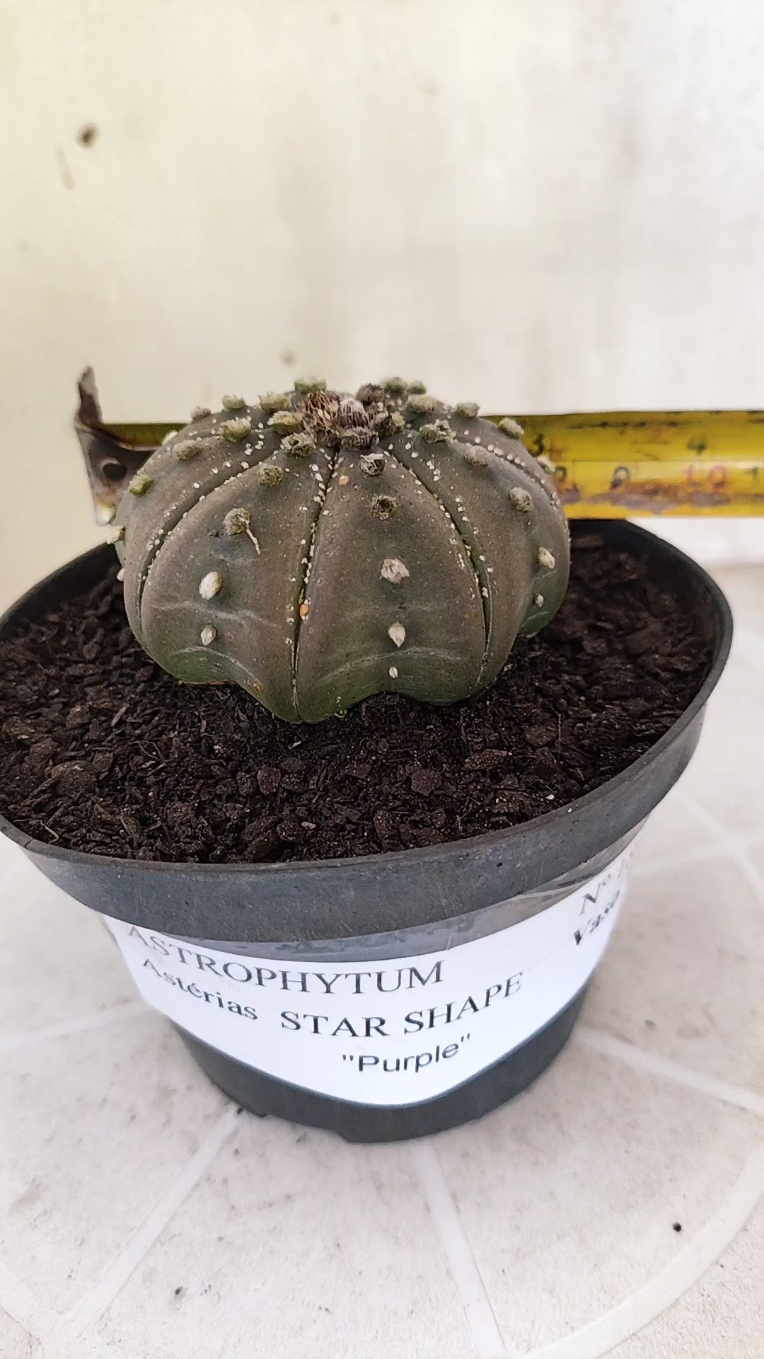 ASTROPHYTUM ASTERIAS "STAR SHAPE - Purple  Nº 1803 – vaso 11