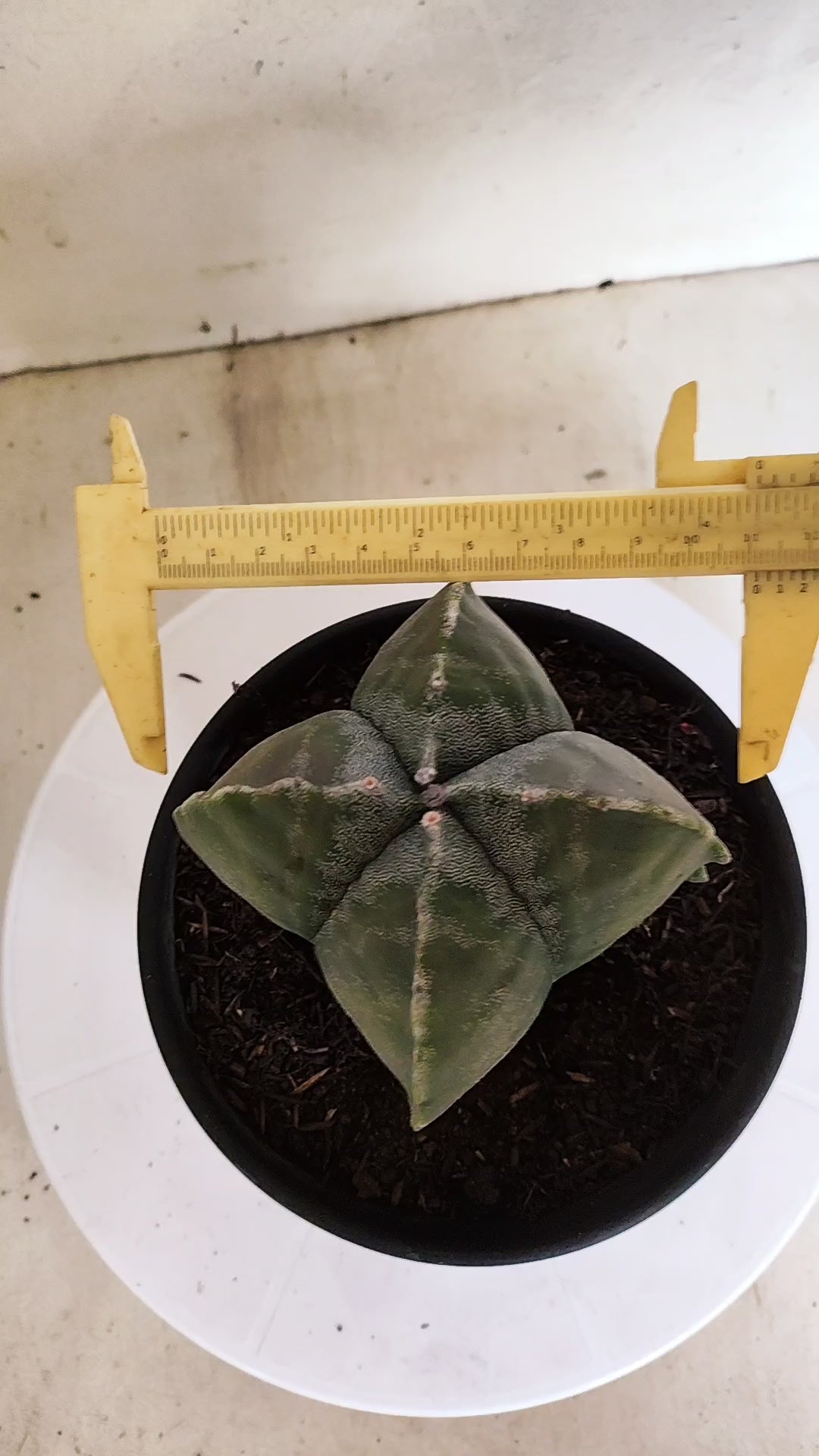 ASTROPHYTUM MYRIOSTIGMA "4 Quinas"  Nº 1179 – vaso 15