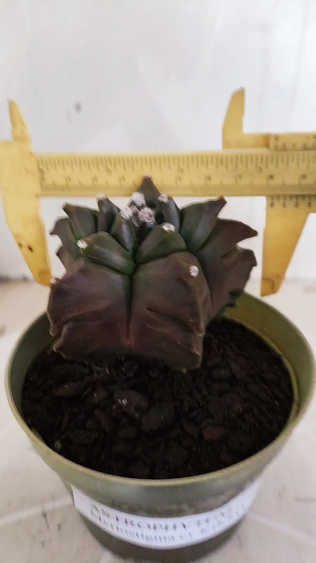 MATRIZ ASTROPHYTUM cv KIKKO   Nº 1347 – vaso 11