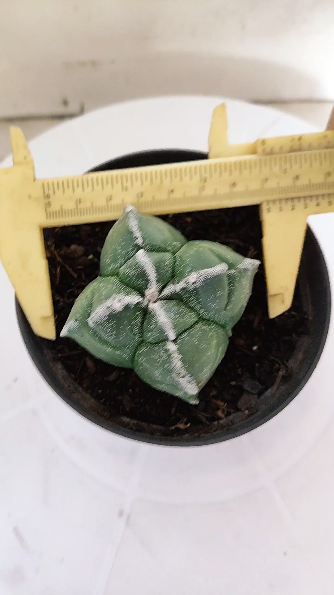 ASTROPHYTUM cv KIKKO "4 Quinas" Nº 272 – vaso 11