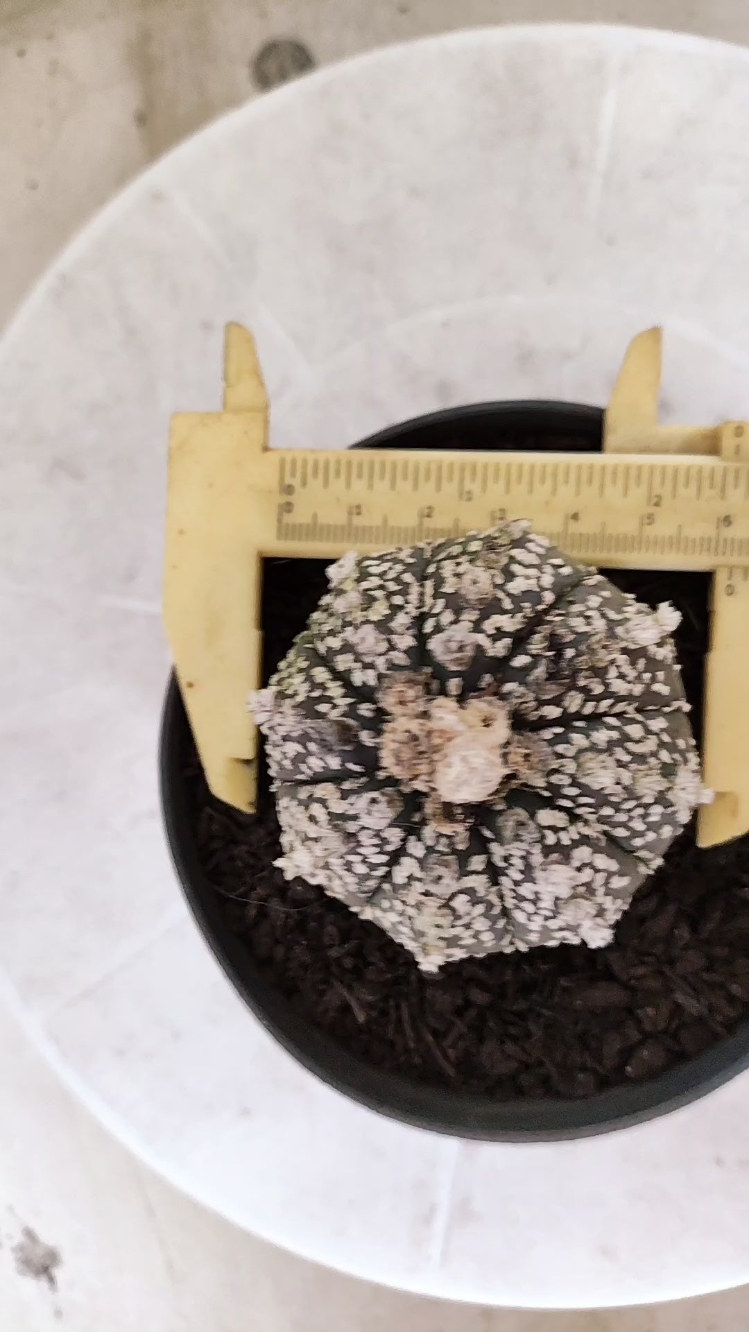 ASTROPHYTUM ASTERIAS SUPER KABUTO  Nº 1814 - vaso 11