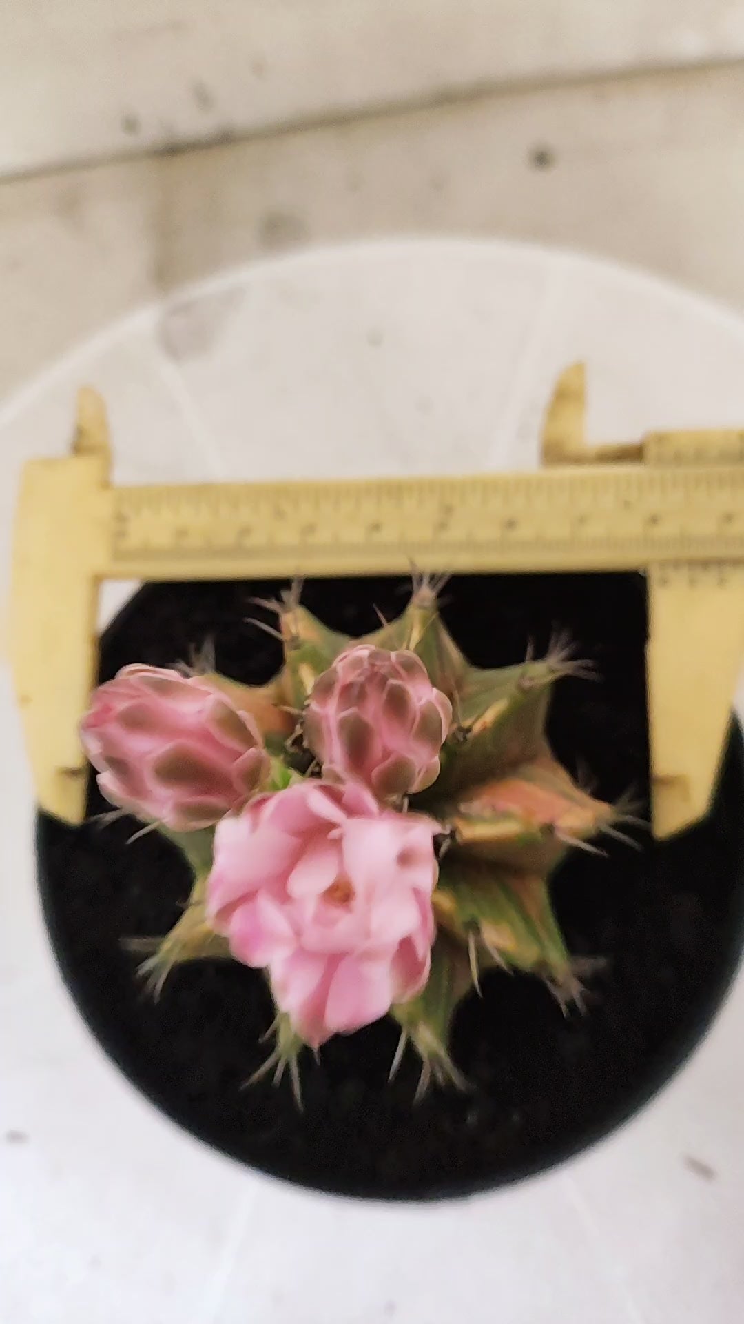 GYMNOCALYCIUM Mihanovichii Variegata Nº 1820 – vaso 11