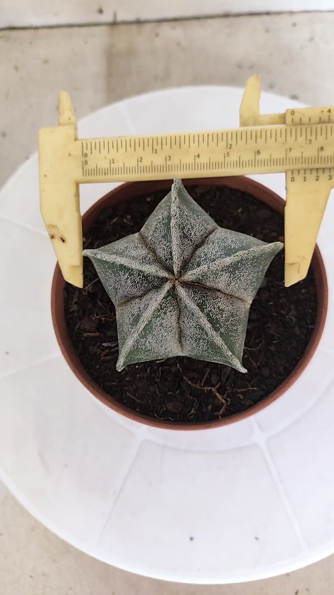 ASTROPHYTUM Myriostigma  Nº 1253 – vaso 11