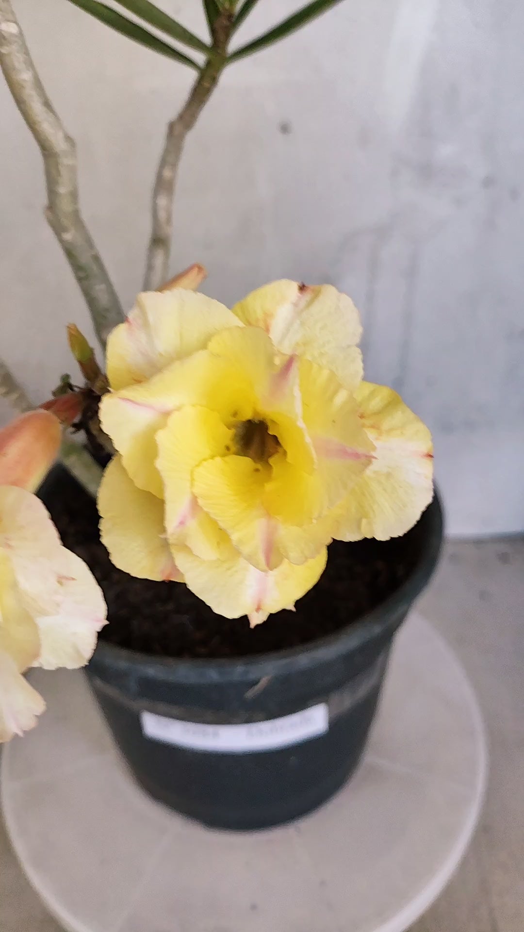 Planta Dobrada 3984 – 40cm – 03 anos
