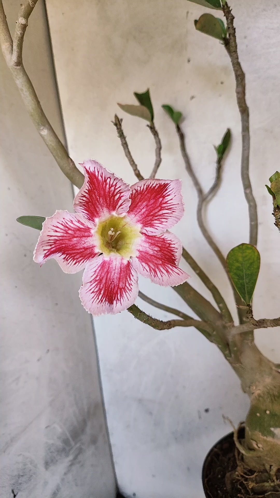 Planta Simples 3594 – 60cm – 04 anos
