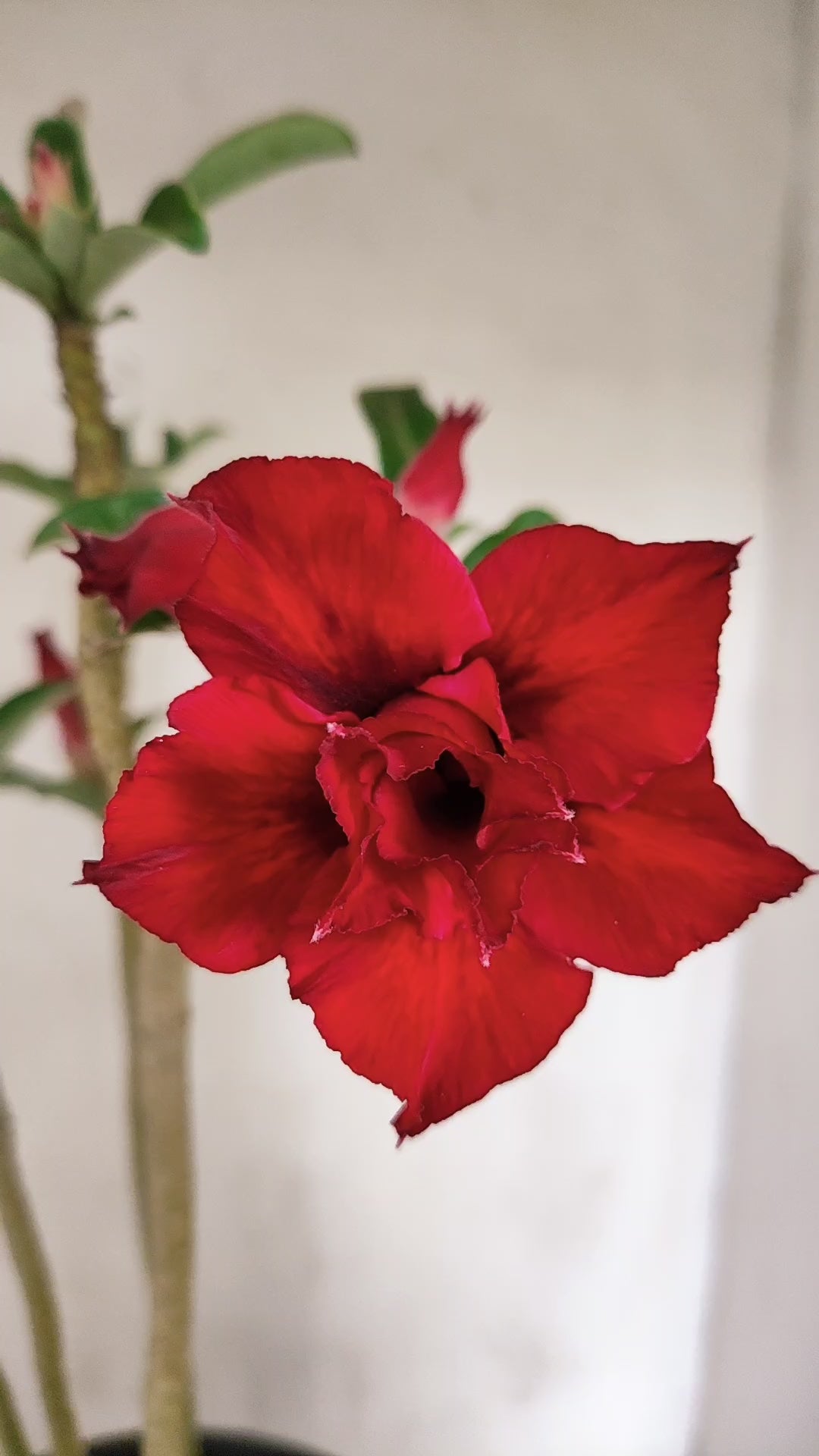 Matriz Planta Dobrada 291 –  40cm – 03 anos - Vaso 20