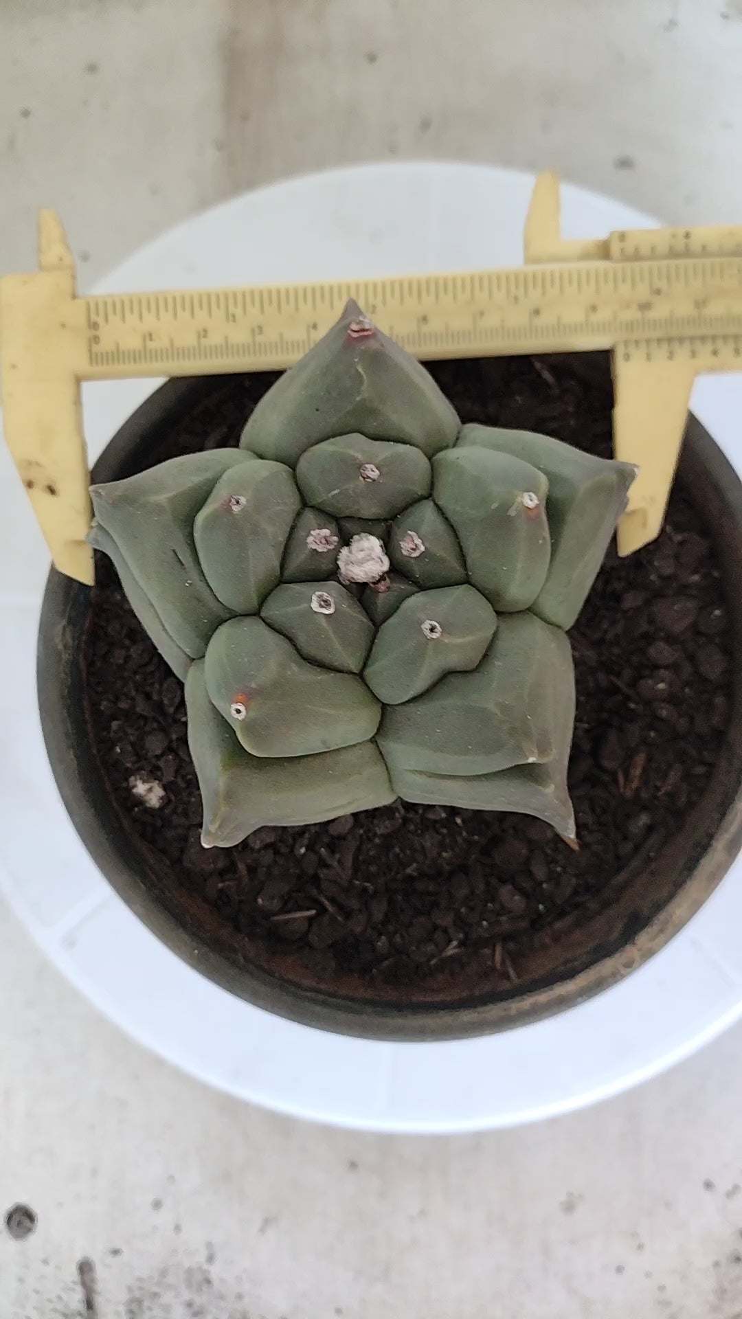 MATRIZ ASTROPHYTUM cv KIKKO   Nº 1080 – vaso 15