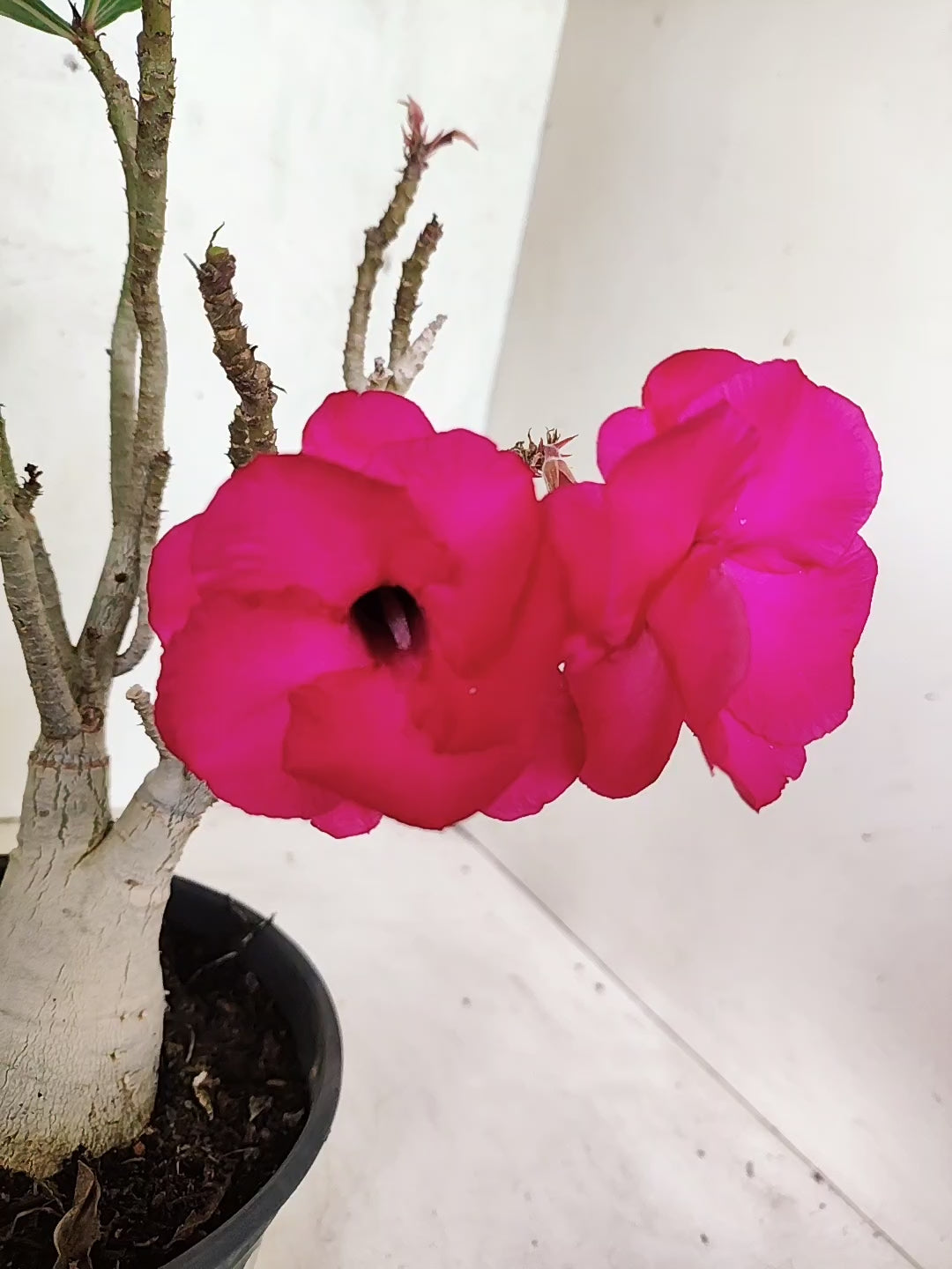 Planta Dobrada 3845 – 30cm – 02 anos