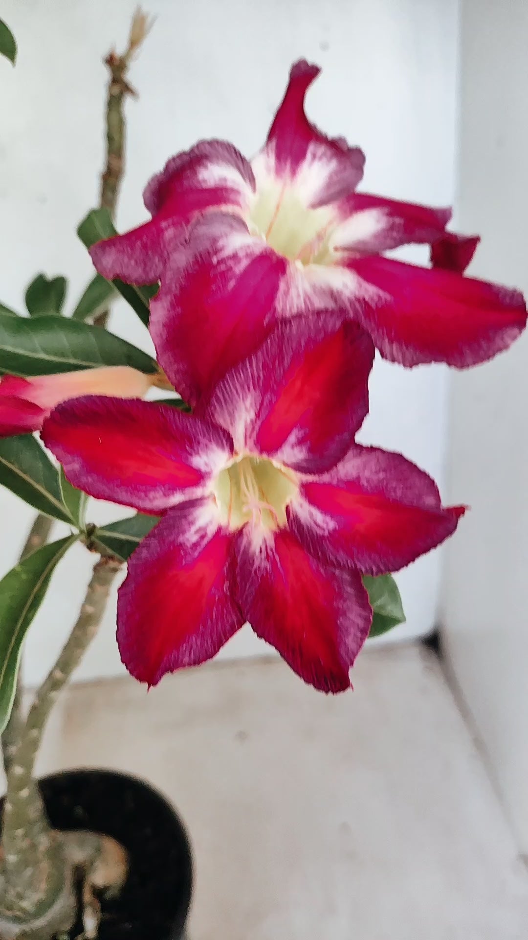 Planta Simples 3562 – 35cm – 03 anos