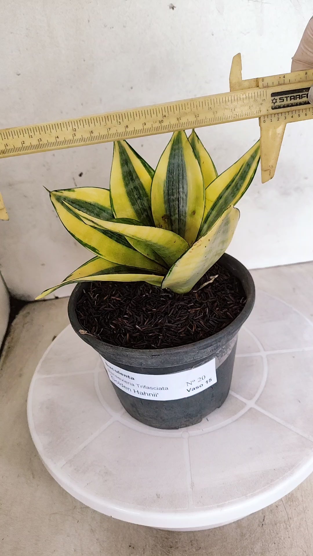 Suculenta Sansevieria trifasciata 'Golden Hahnii' N° 20 - Vaso 15