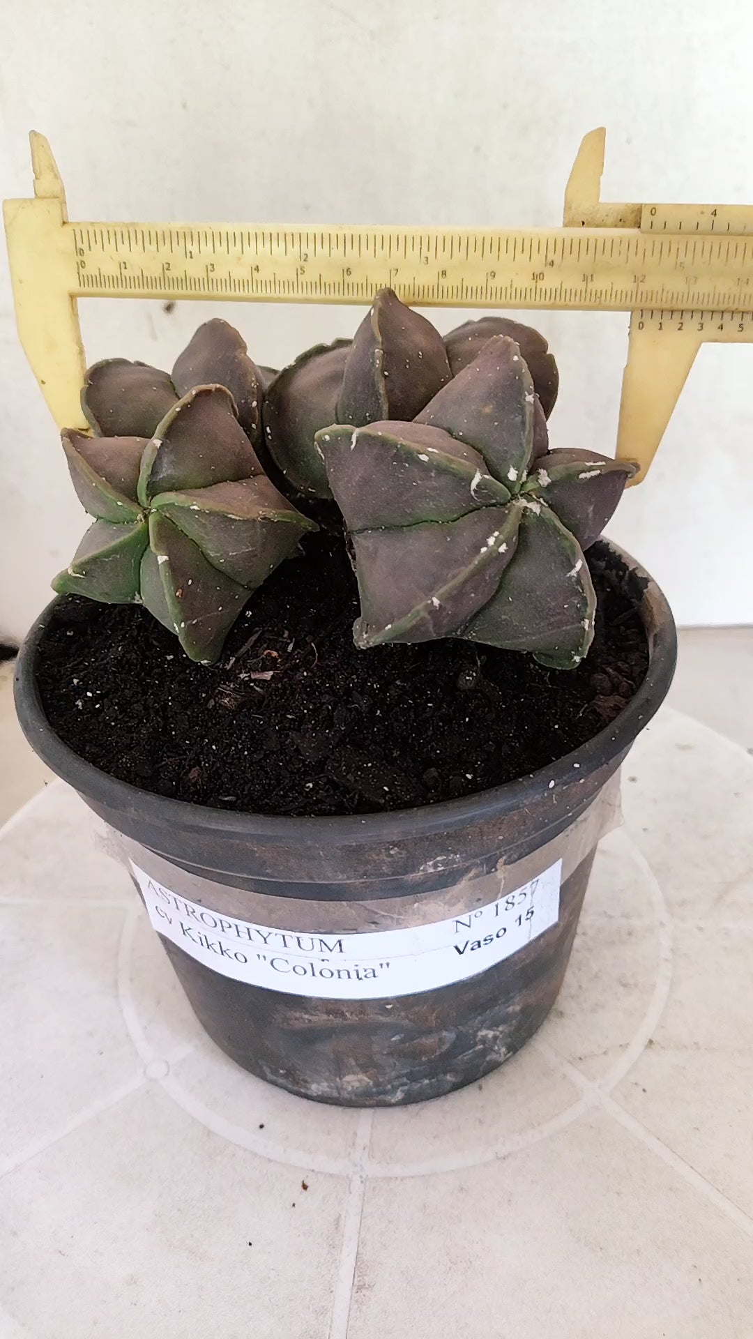 ASTROPHYTUM Myriostigma cv Kikko "COLONIA"  Nº 1857 – vaso 15