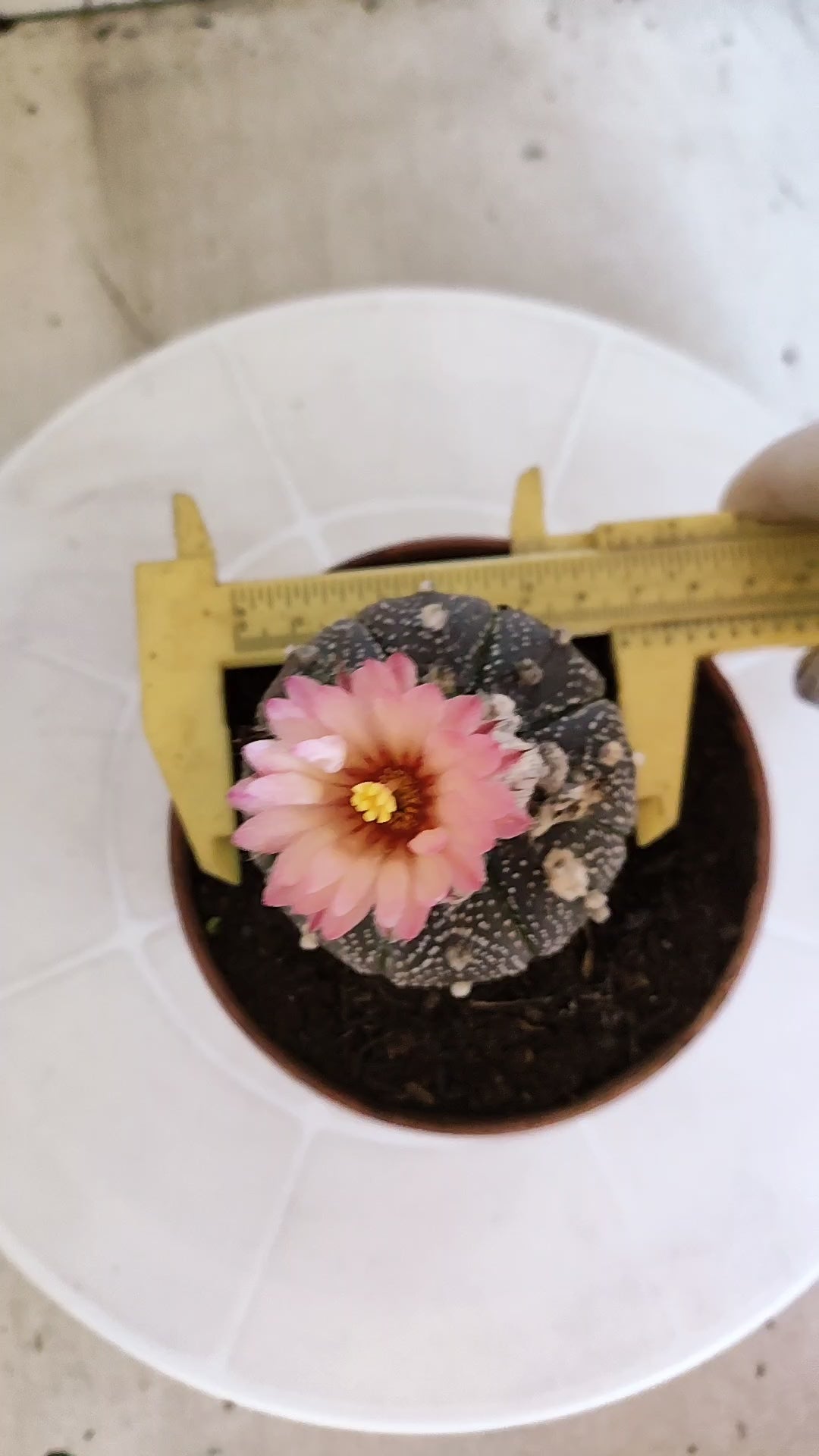 ASTROPHYTUM ASTERIAS “Purple AKABANA”  Nº 1063 – vaso 11