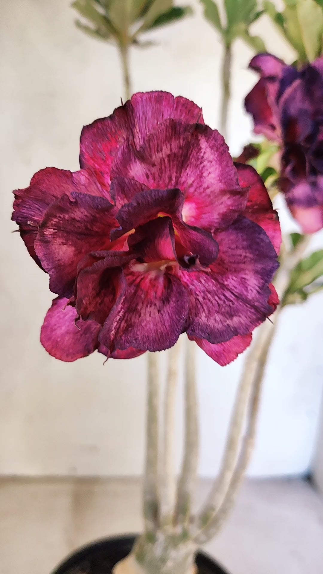 Planta Dobrada 3927 – 35cm – 03 anos