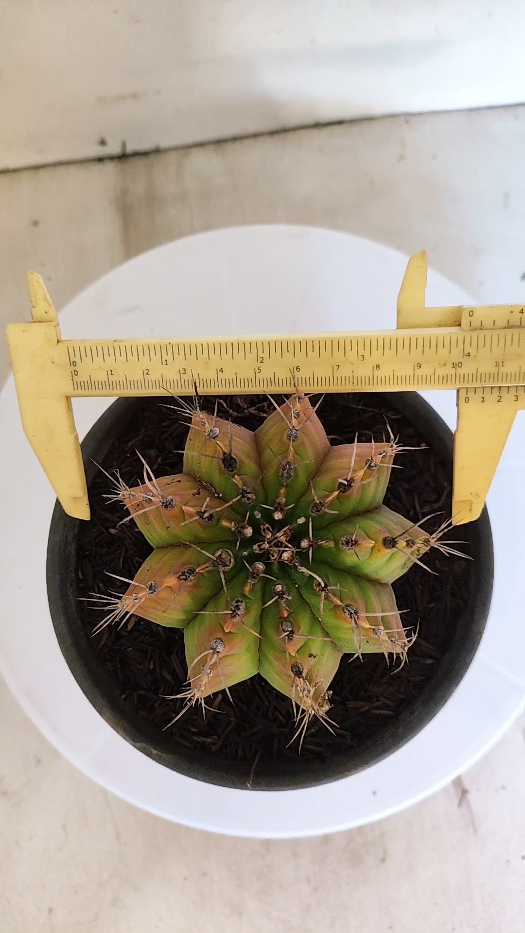 GYMNOCALYCIUM Mihanovichii "Variegata" Nº 157 – vaso 15