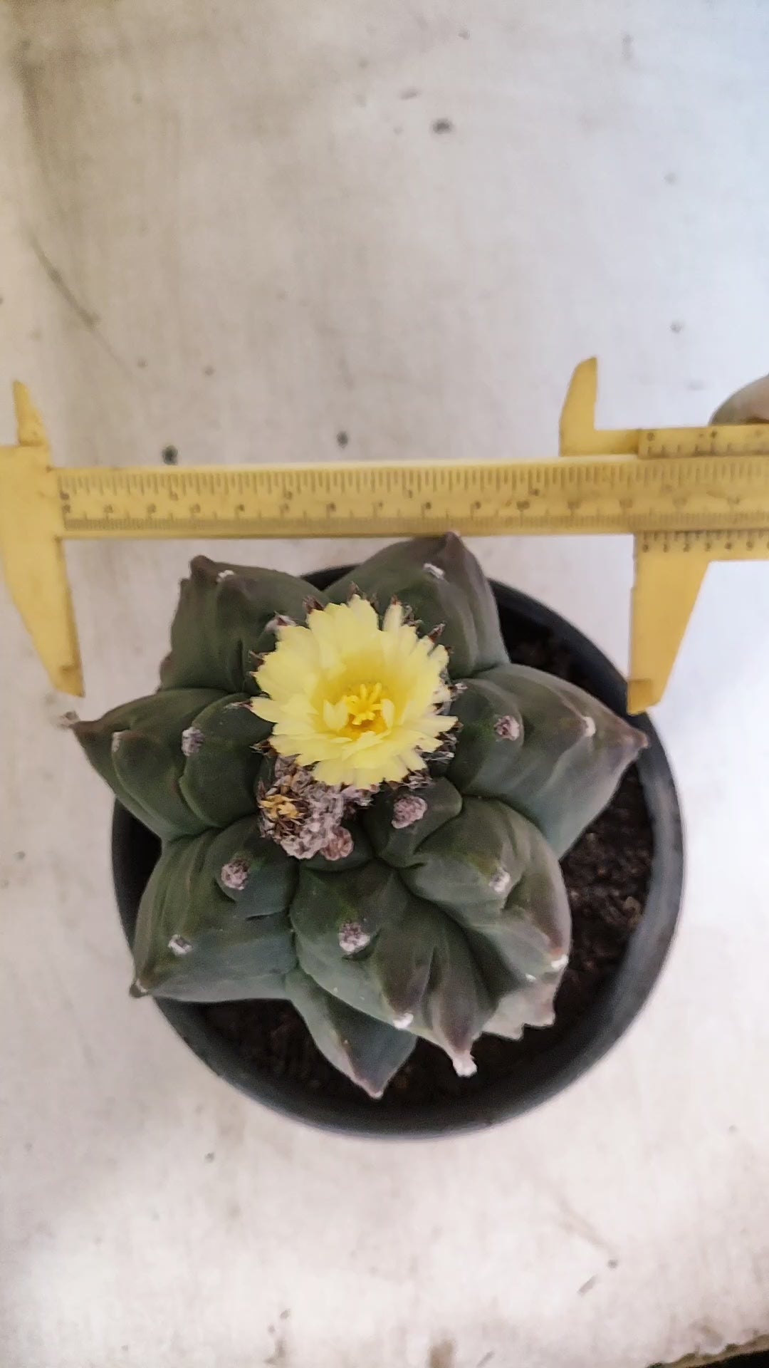 MATRIZ ASTROPHYTUM cv KIKKO "Exótico" Nº 27 – vaso 15