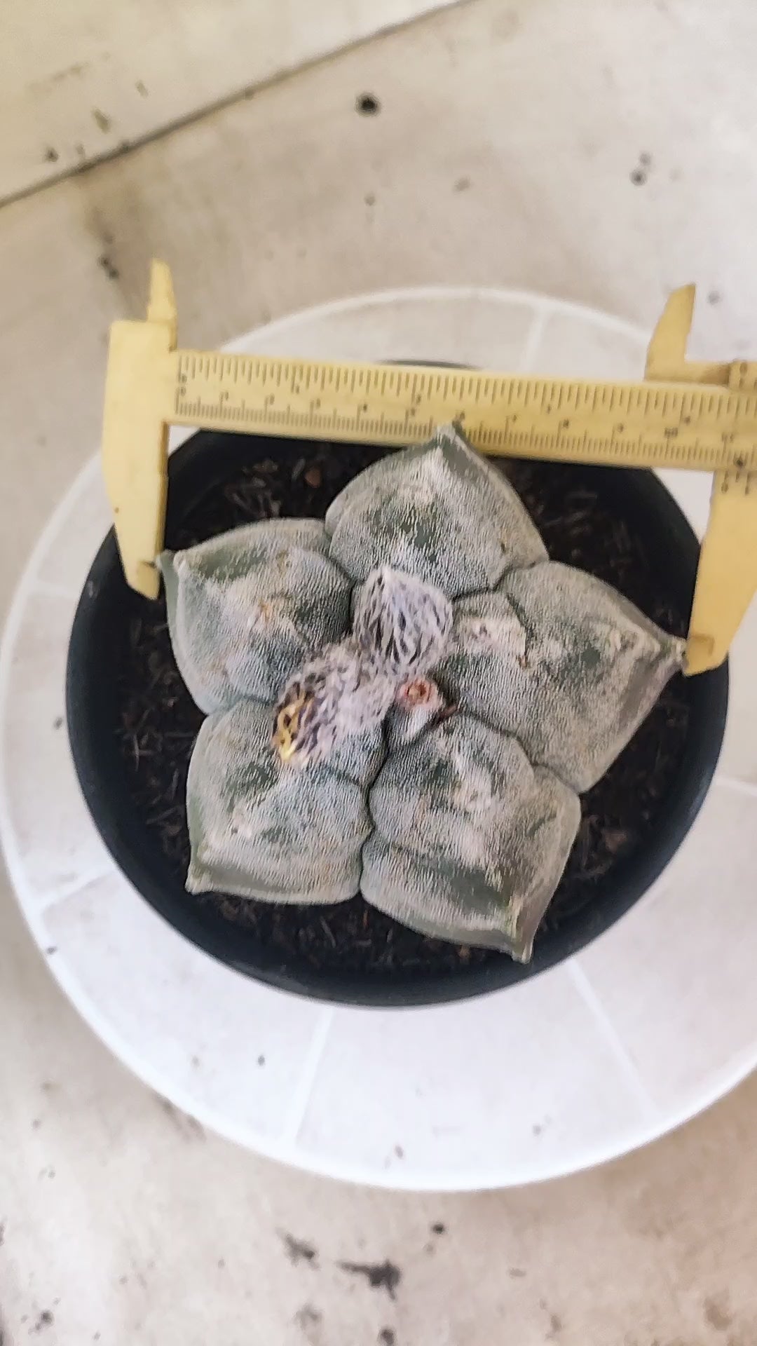 MATRIZ ASTROPHYTUM cv KIKKO  Nº 1511 – vaso 15