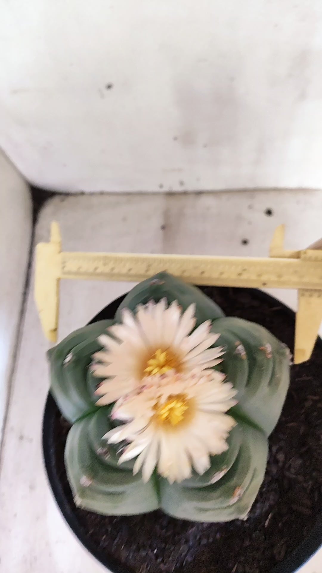 MATRIZ ASTROPHYTUM cv KIKKO "AKABANA" Nº 460 – vaso 17