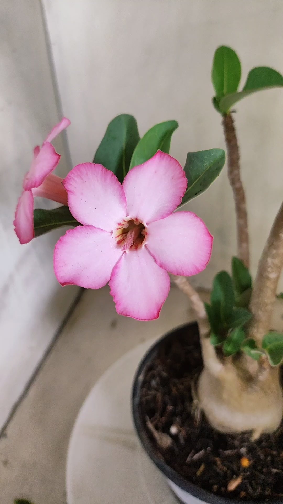 Planta ARABICUM 170 – 35cm – 03 anos