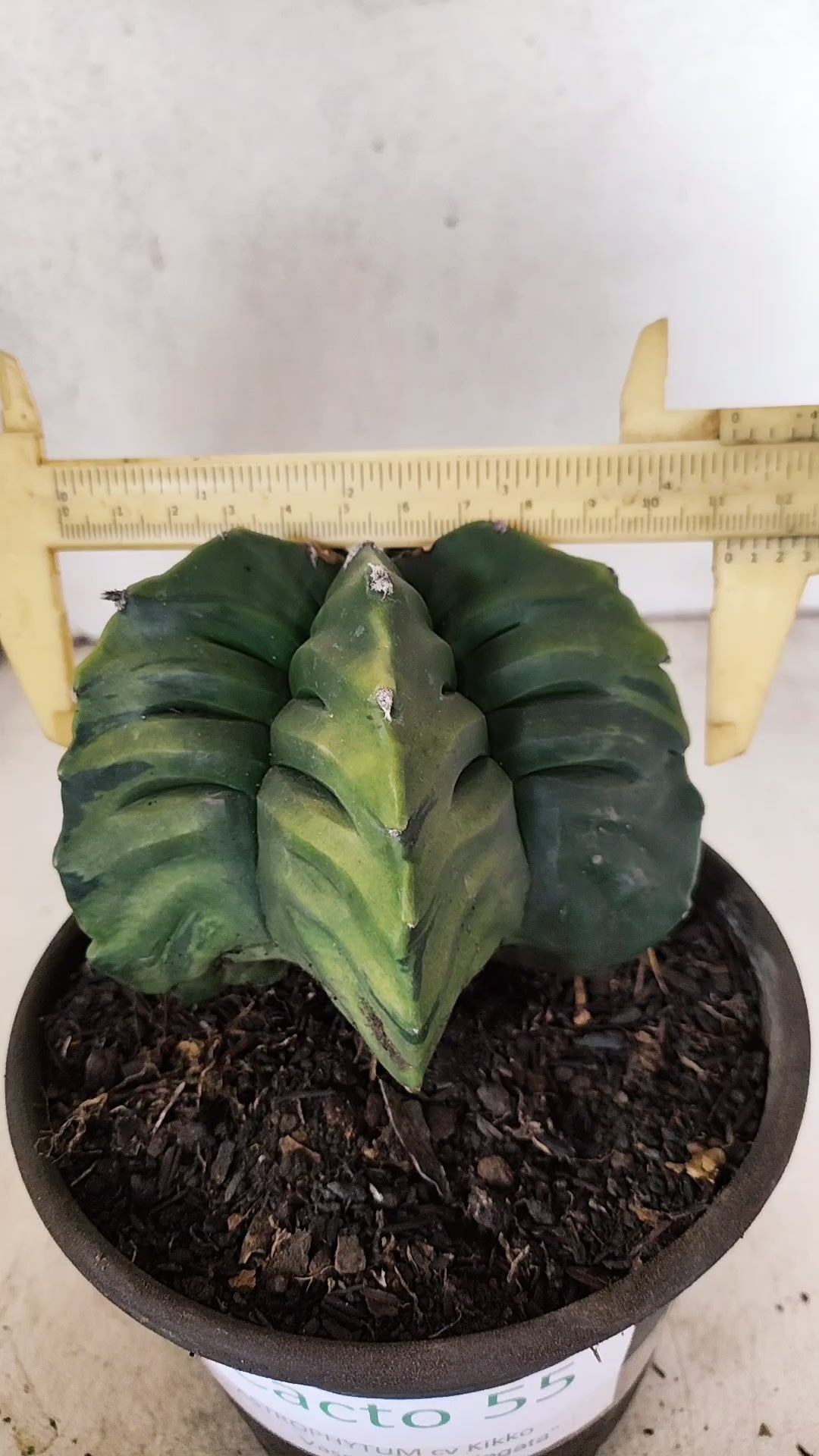 MATRIZ ASTROPHYTUM cv KIKKO "Variegata" Nº 55 – vaso 15