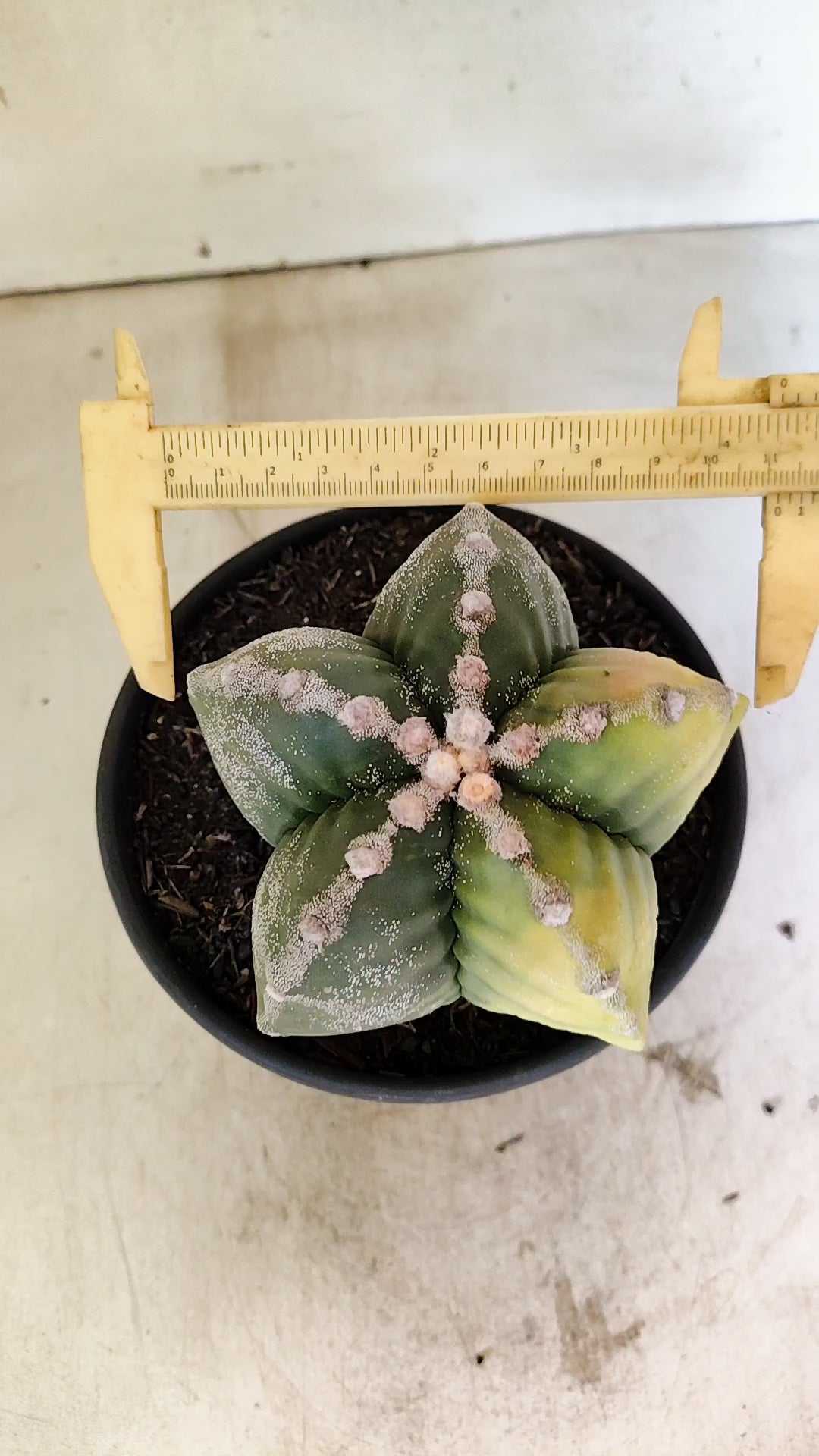 MATRIZ ASTROPHYTUM cv KIKKO "Variegata"  Nº 1110 – vaso 15