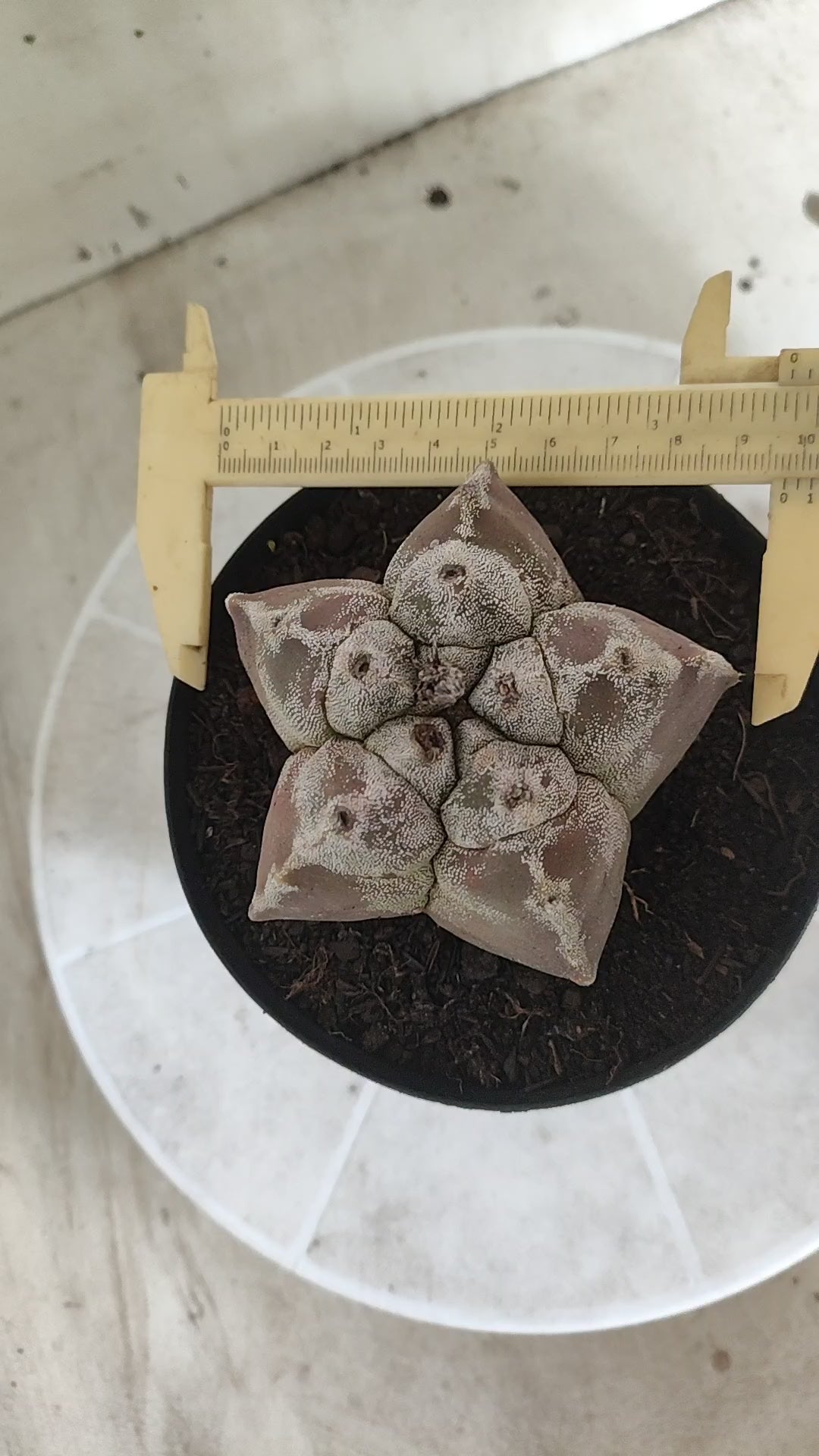 MATRIZ ASTROPHYTUM cv KIKKO  Nº 1514 – vaso 15
