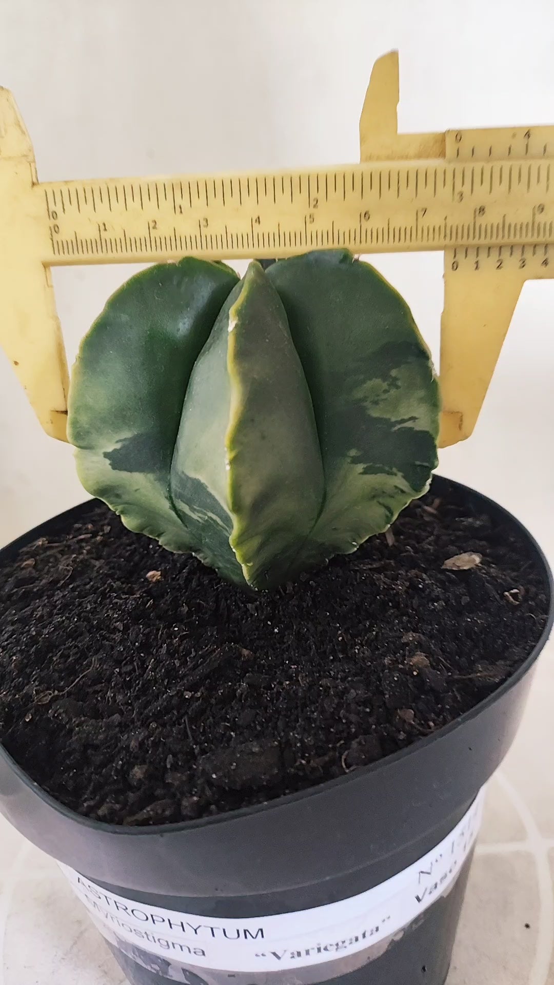 ASTROPHYTUM MYRIOSTIGMA "Variegata" Nº 1514 – vaso 15