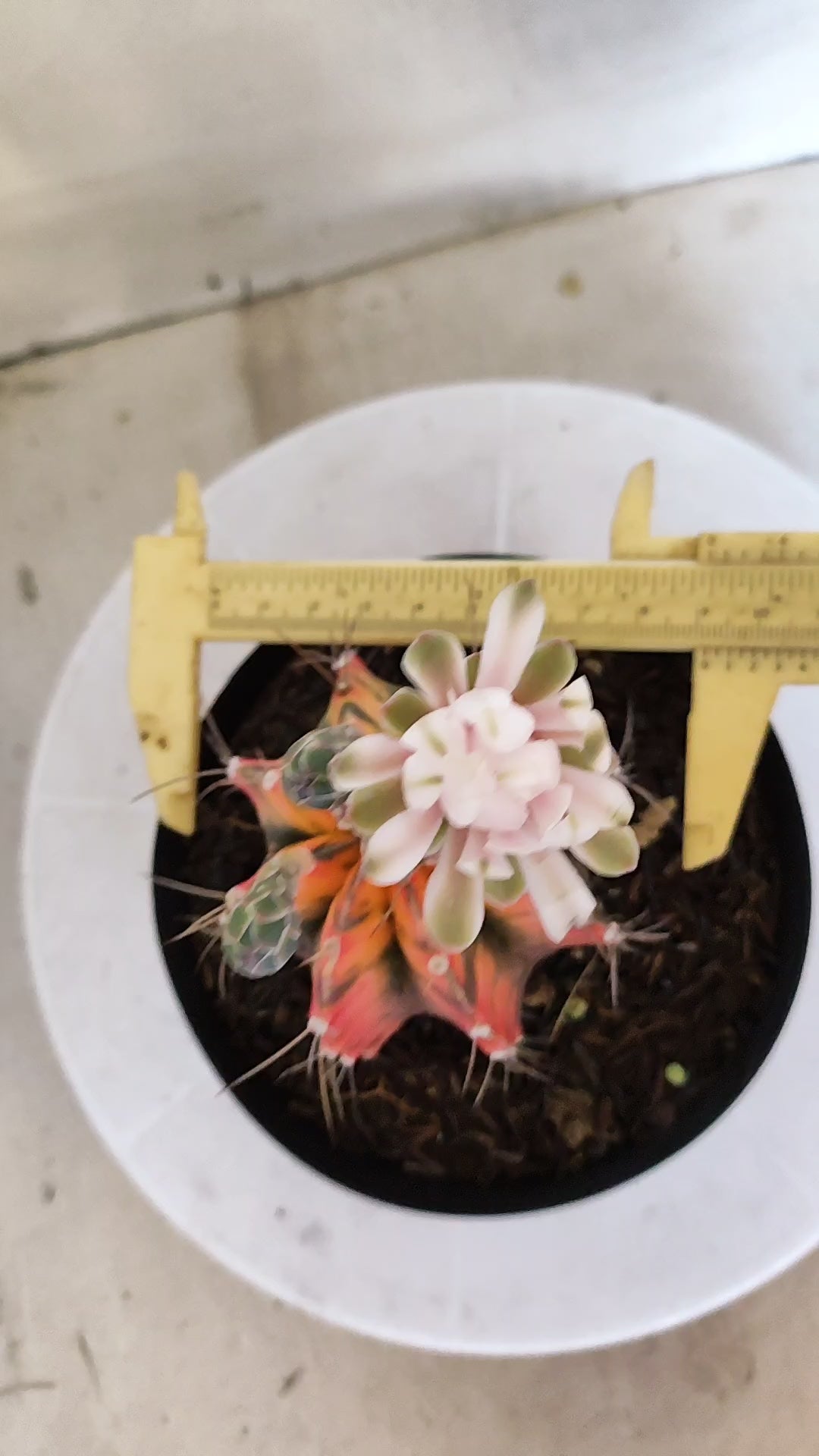 Matriz GYMNOCALYCIUM Mihanovichii "Variegata" Nº 28 – vaso 15