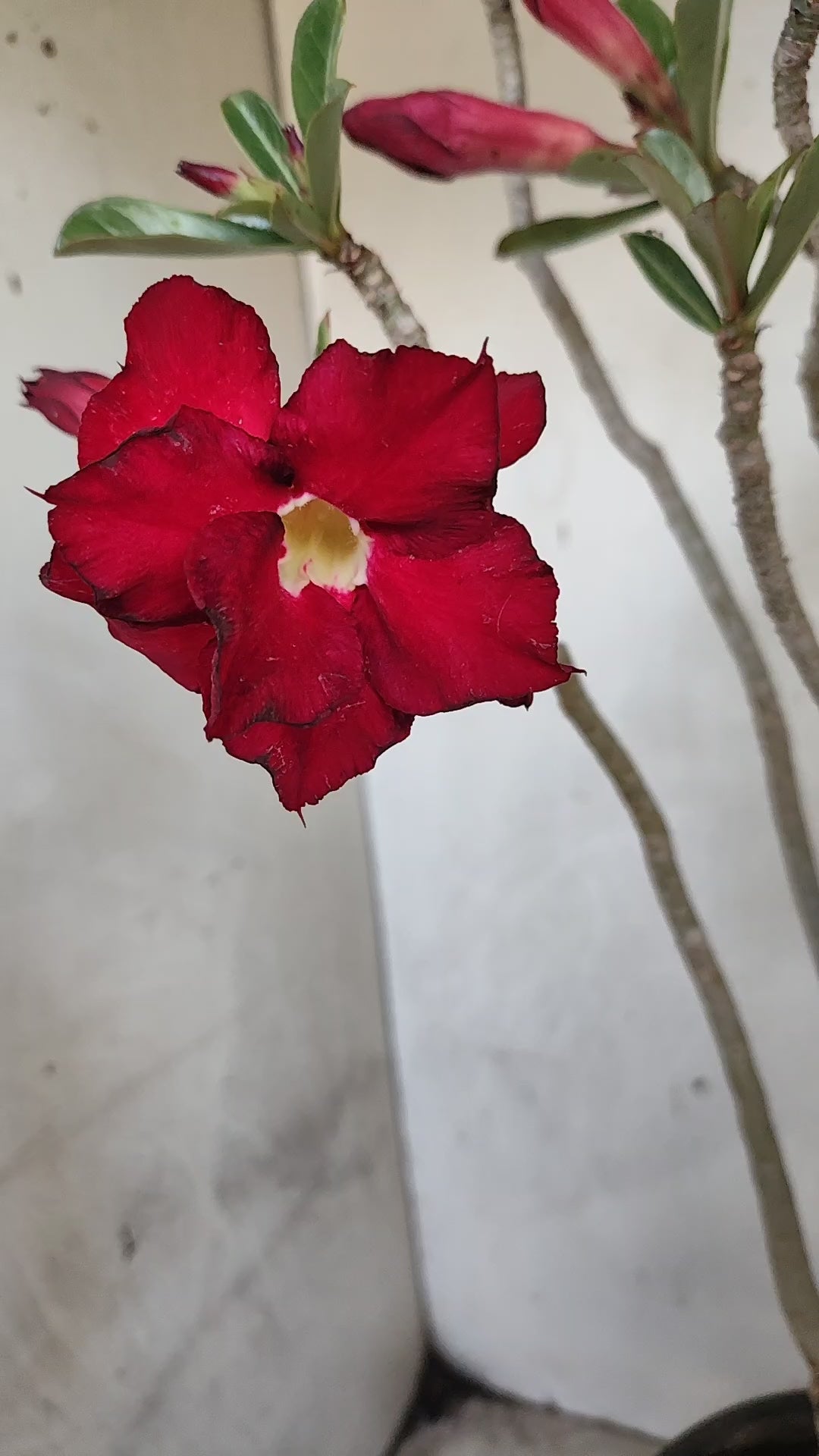 Planta Dobrada 3977 – 35cm – 03 anos