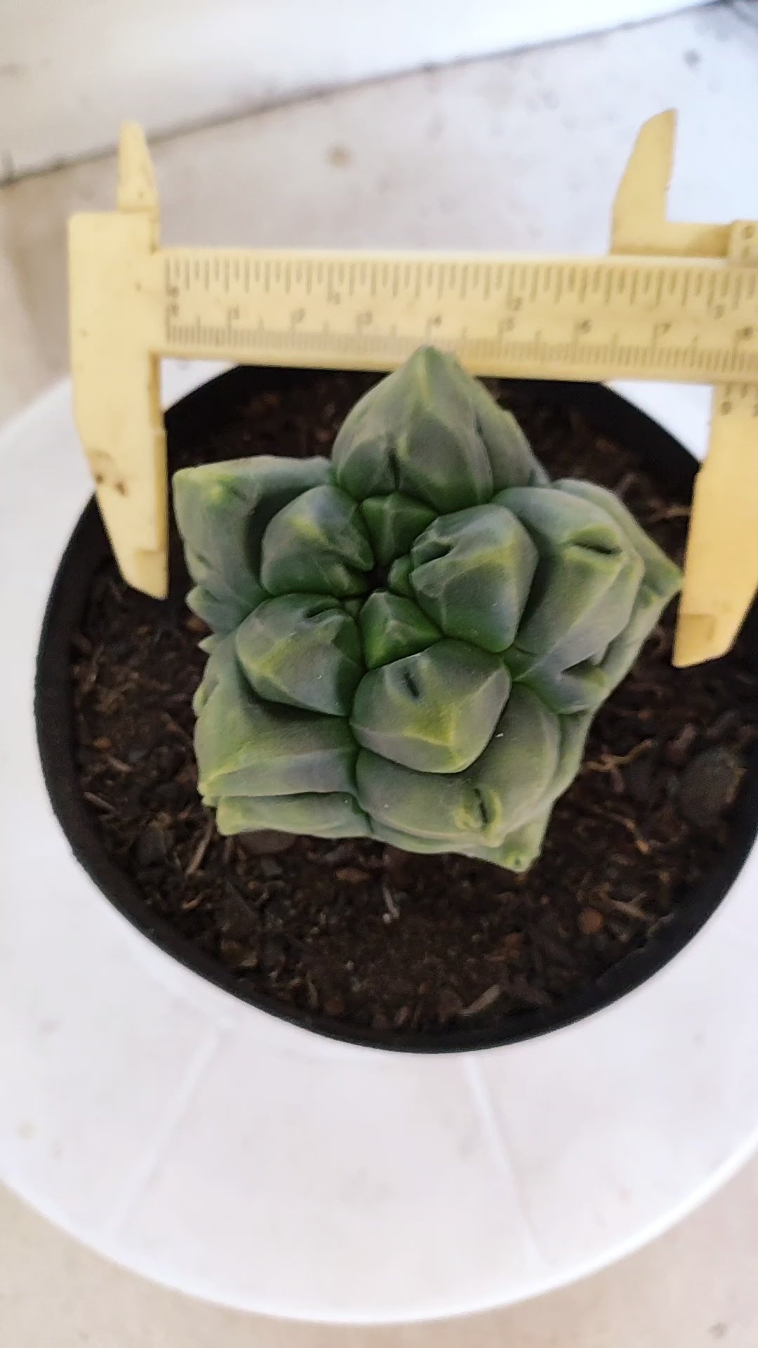 MATRIZ ASTROPHYTUM cv KIKKO "Fukuryu"  Nº 1373 – vaso 15