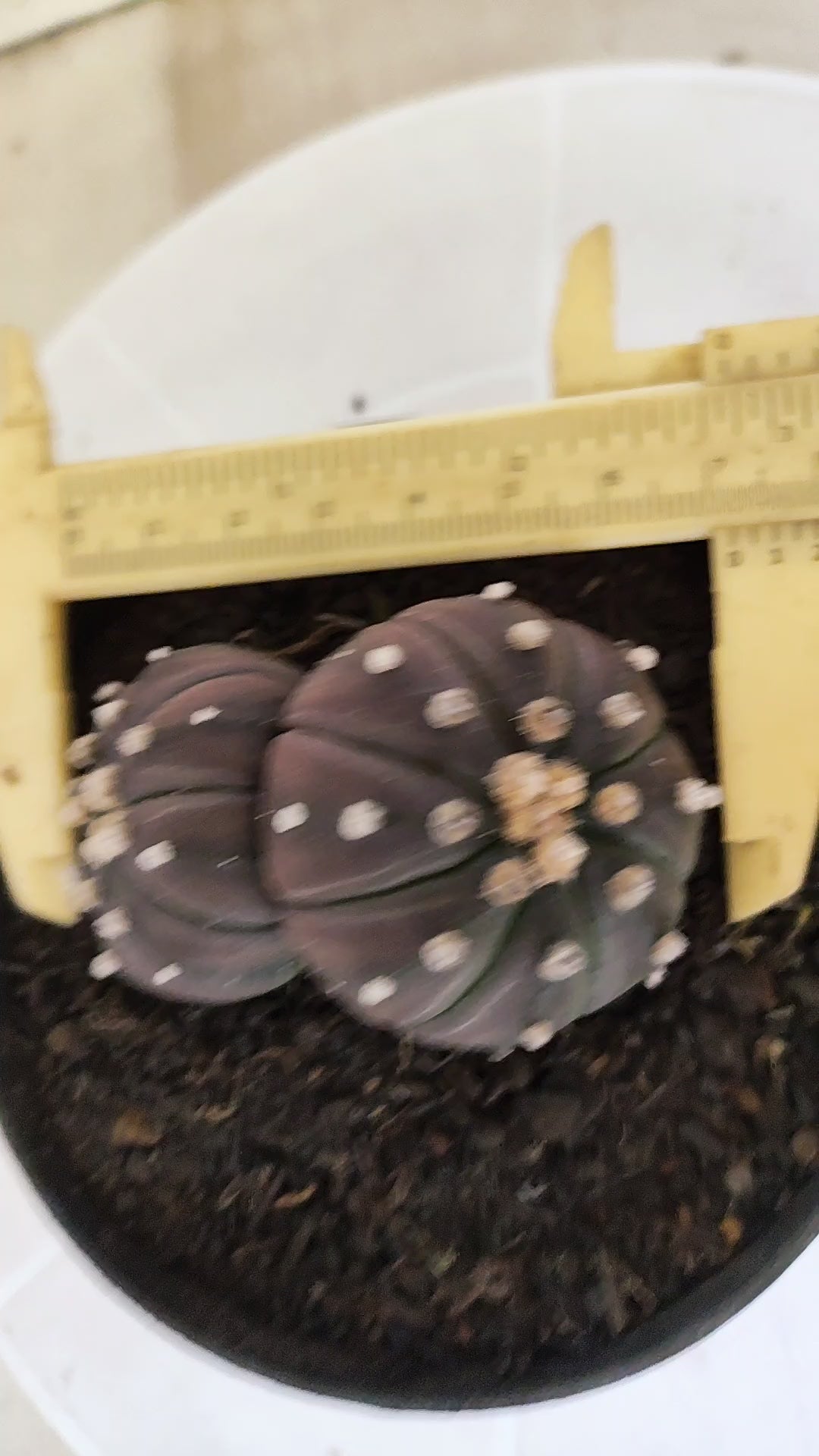 ASTROPHYTUM ASTERIAS “Purple - BUCÉFALO”  Nº 1166 – vaso 11
