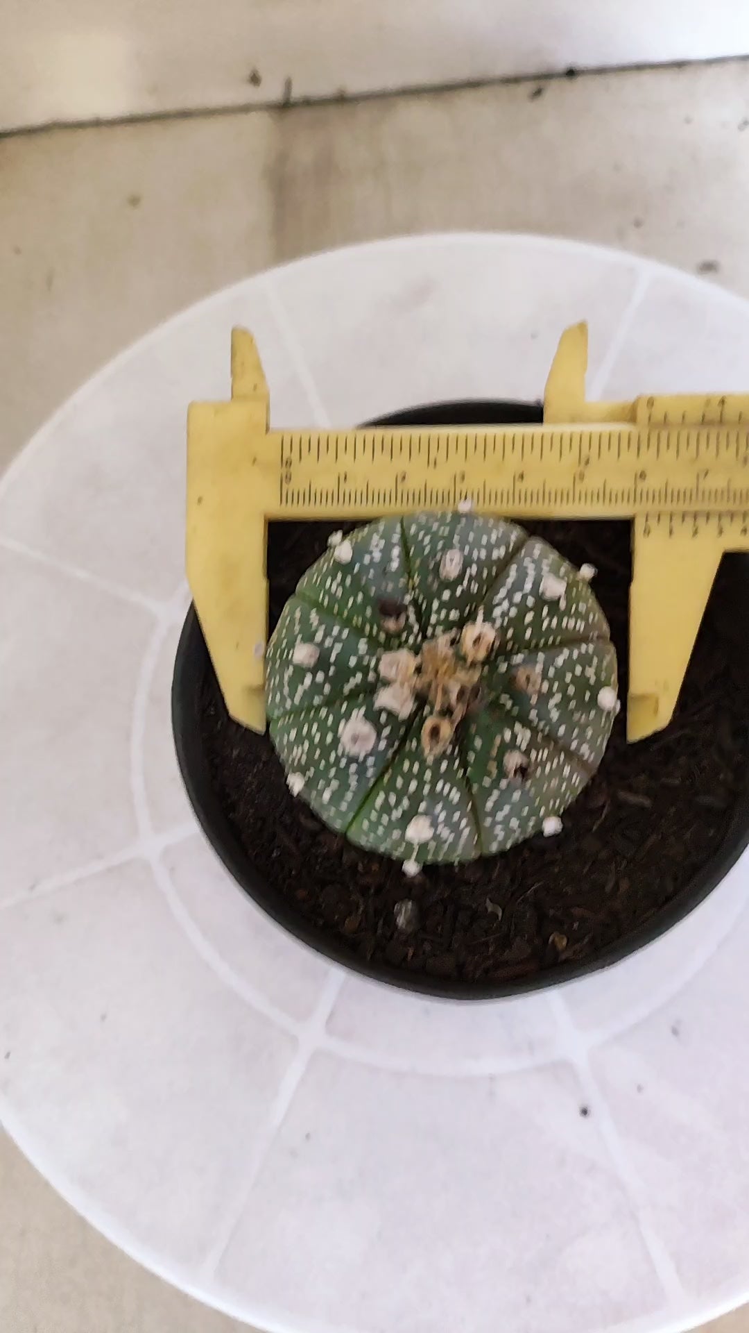 ASTROPHYTUM ASTERIAS Nº 1075 – vaso 11