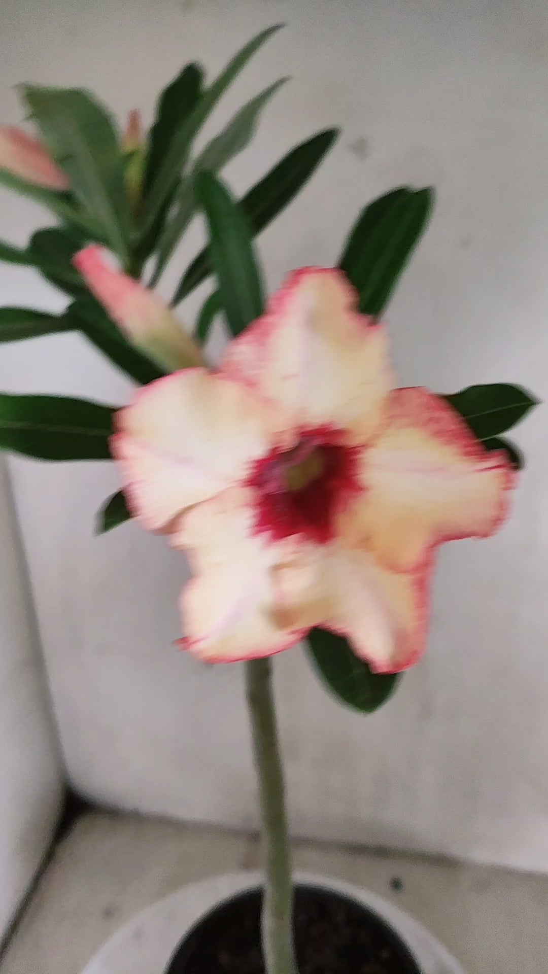 Planta Simples 3681 – 30cm – 02 anos - vaso 15