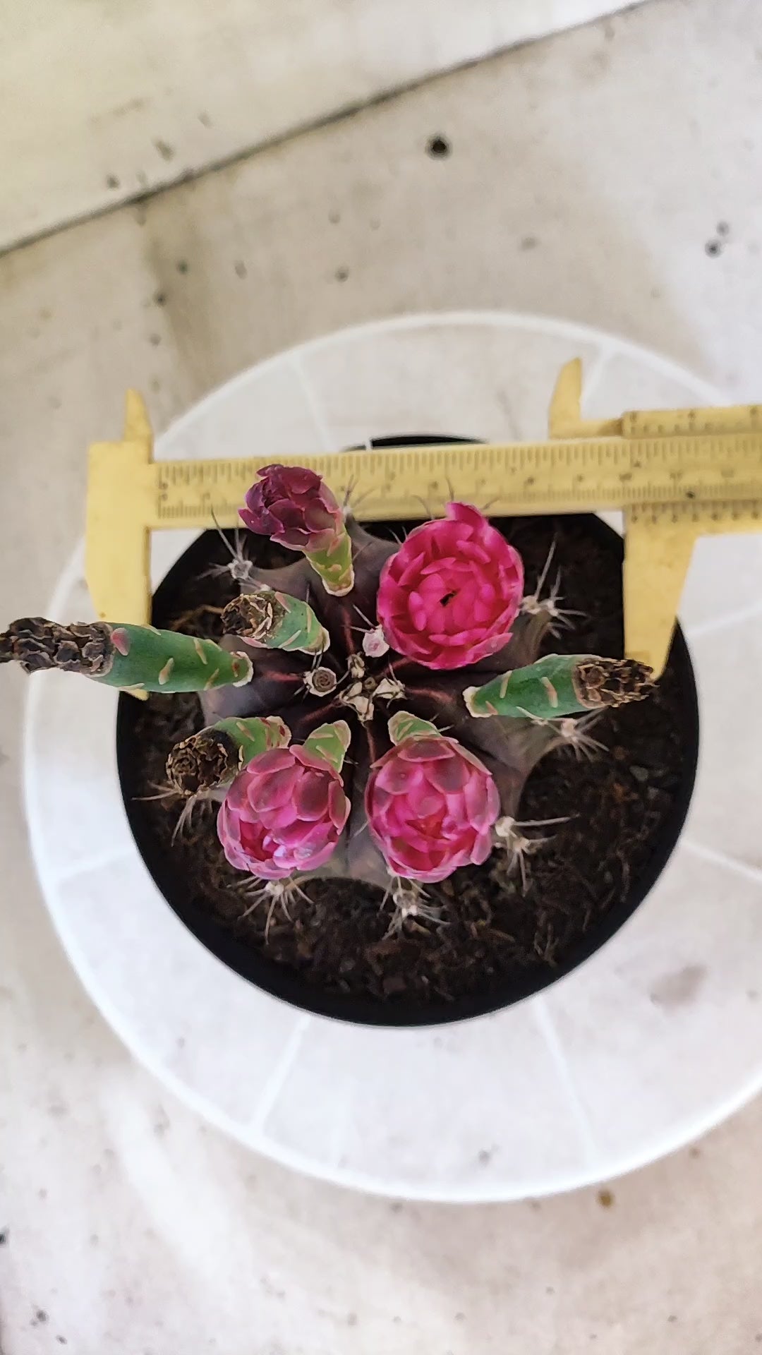 MATRIZ Gymnocalycium Mihanovichii “Purple” Nº 1680 – vaso 15