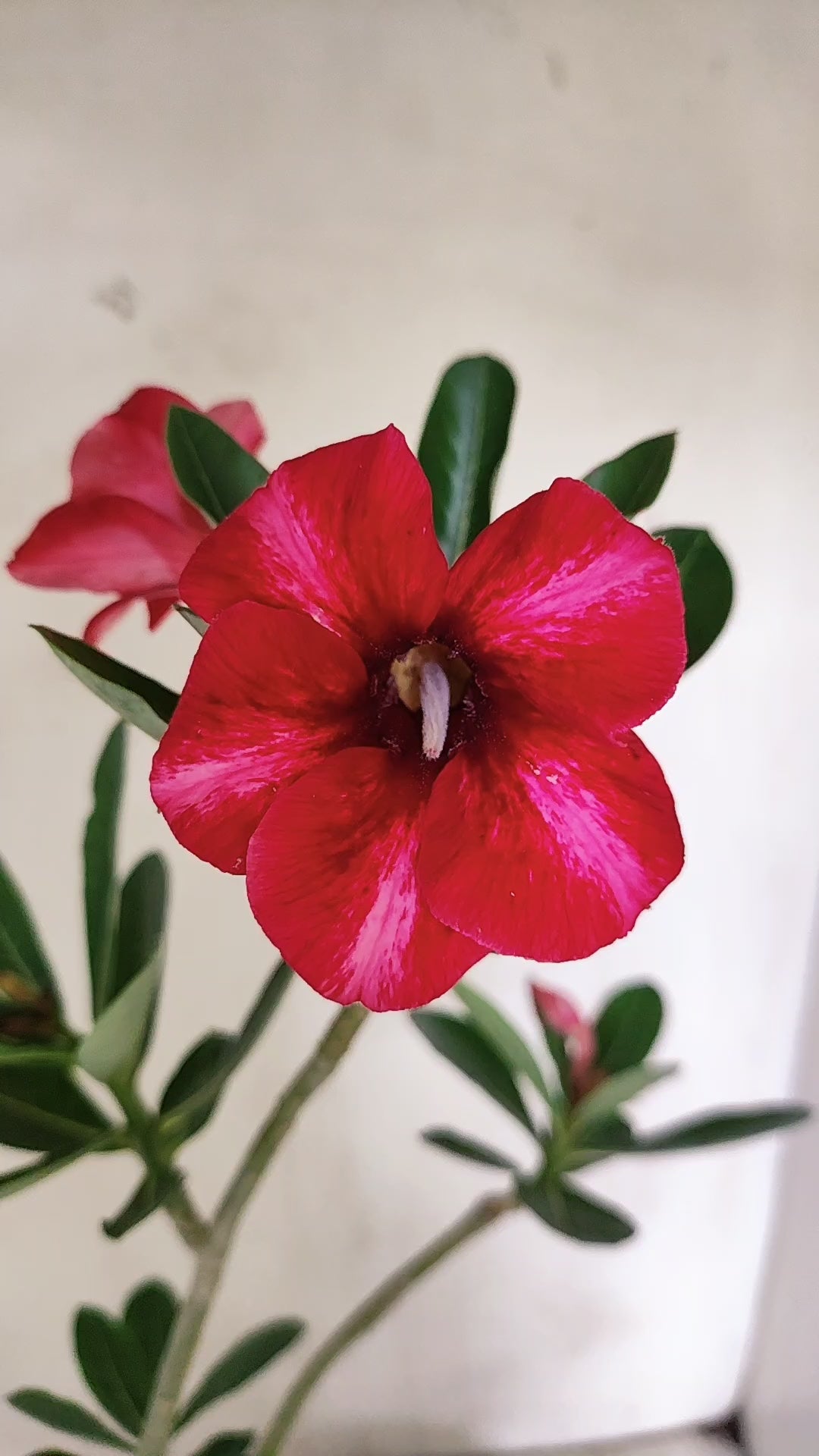 Planta Simples 3661 – 35cm – 02 anos