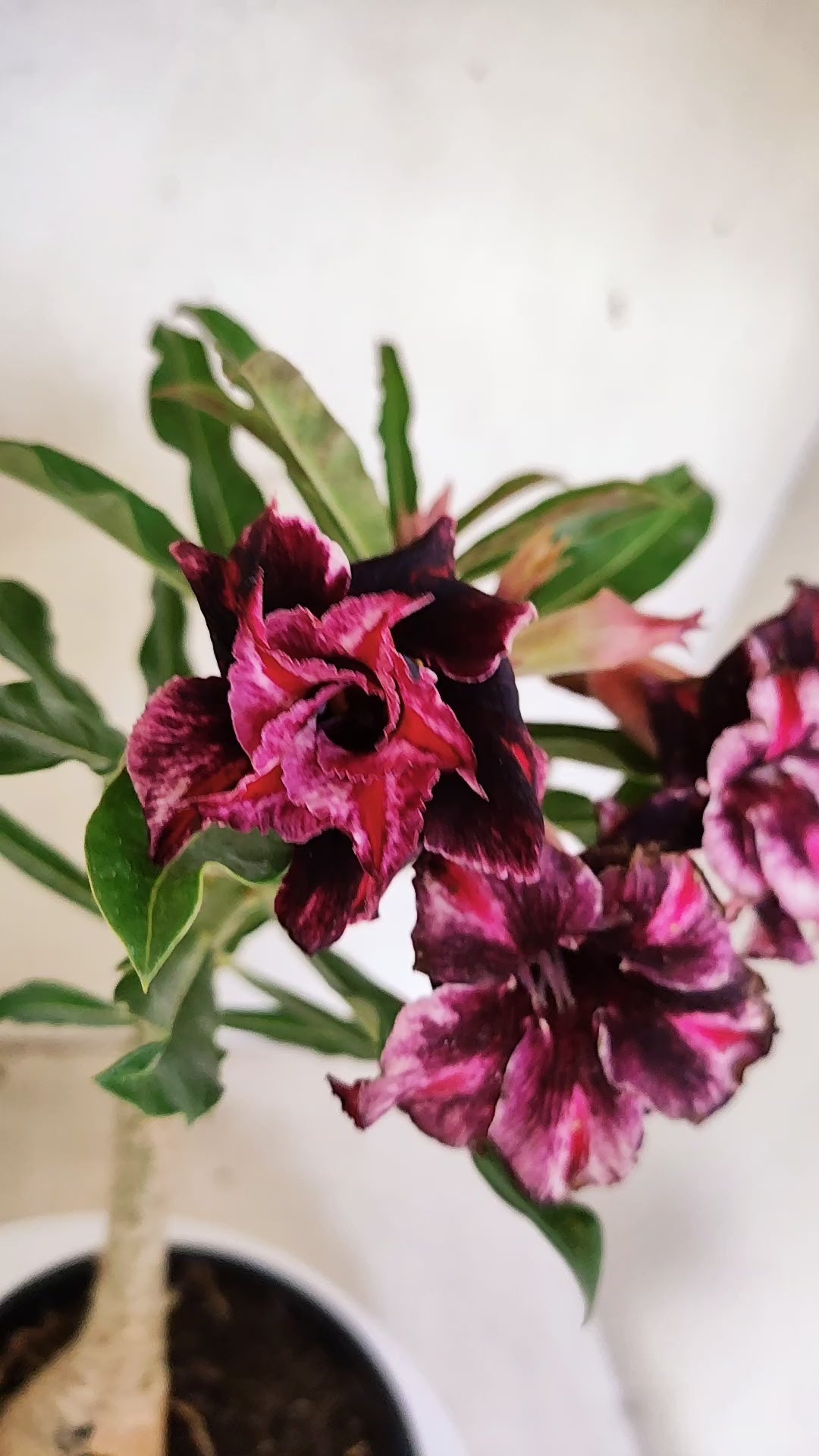 ENXERTO 12826 – 25cm (cor LM 870)