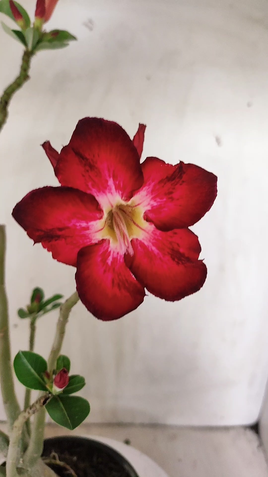 Planta Simples 3631 – 35cm – 03 anos - vaso 15