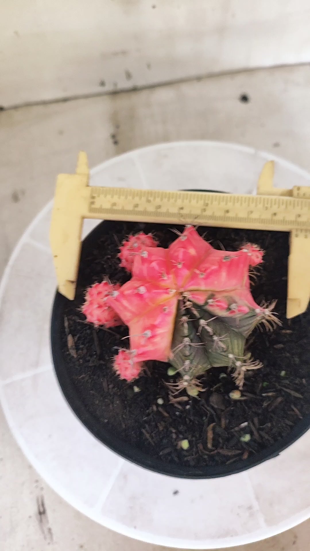 GYMNOCALYCIUM Mihanovichii Variegata "Prolifero" Nº 1509 – vaso 15