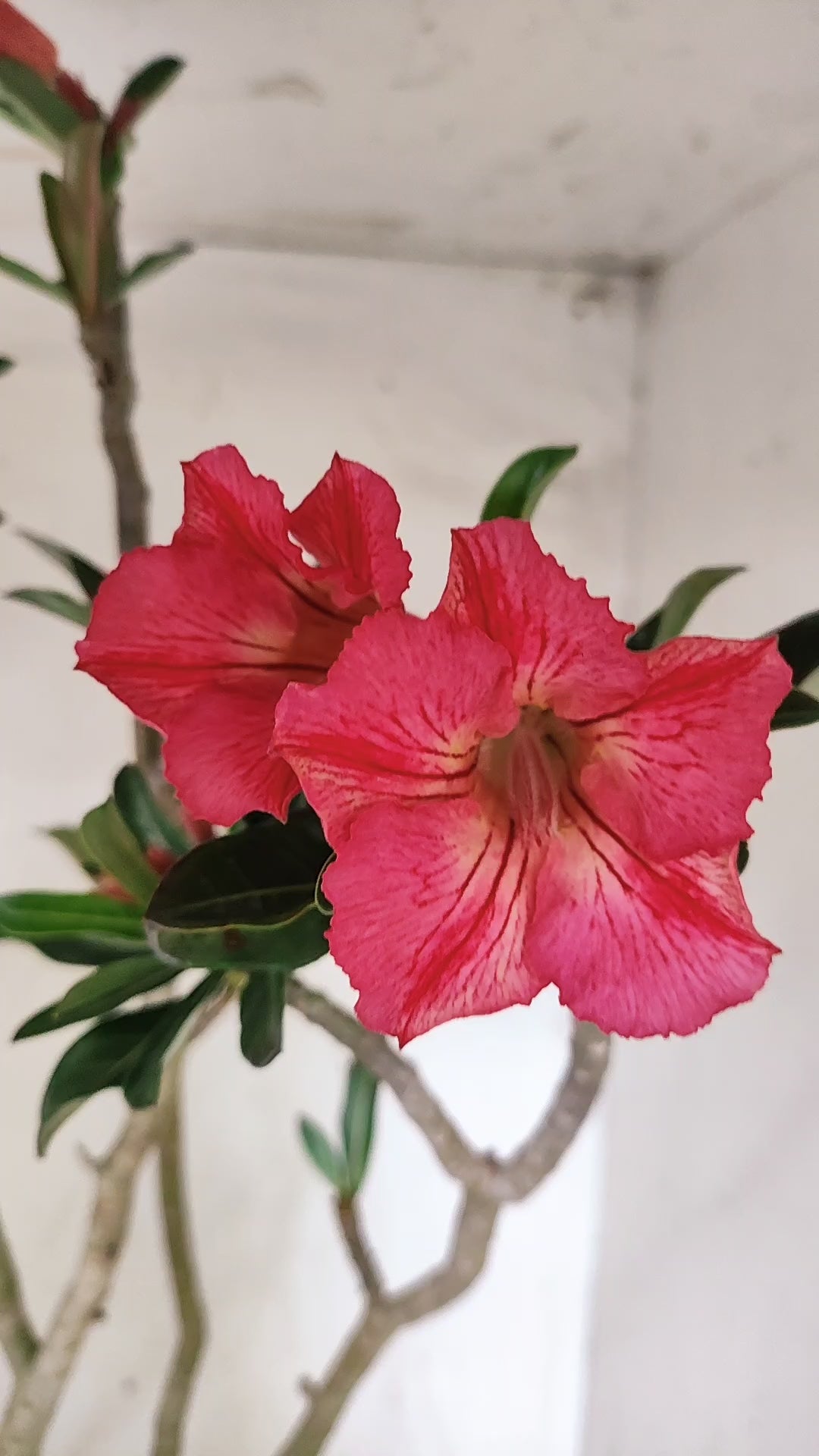 Planta Simples 3644 – 60cm – 04 anos - vaso 20