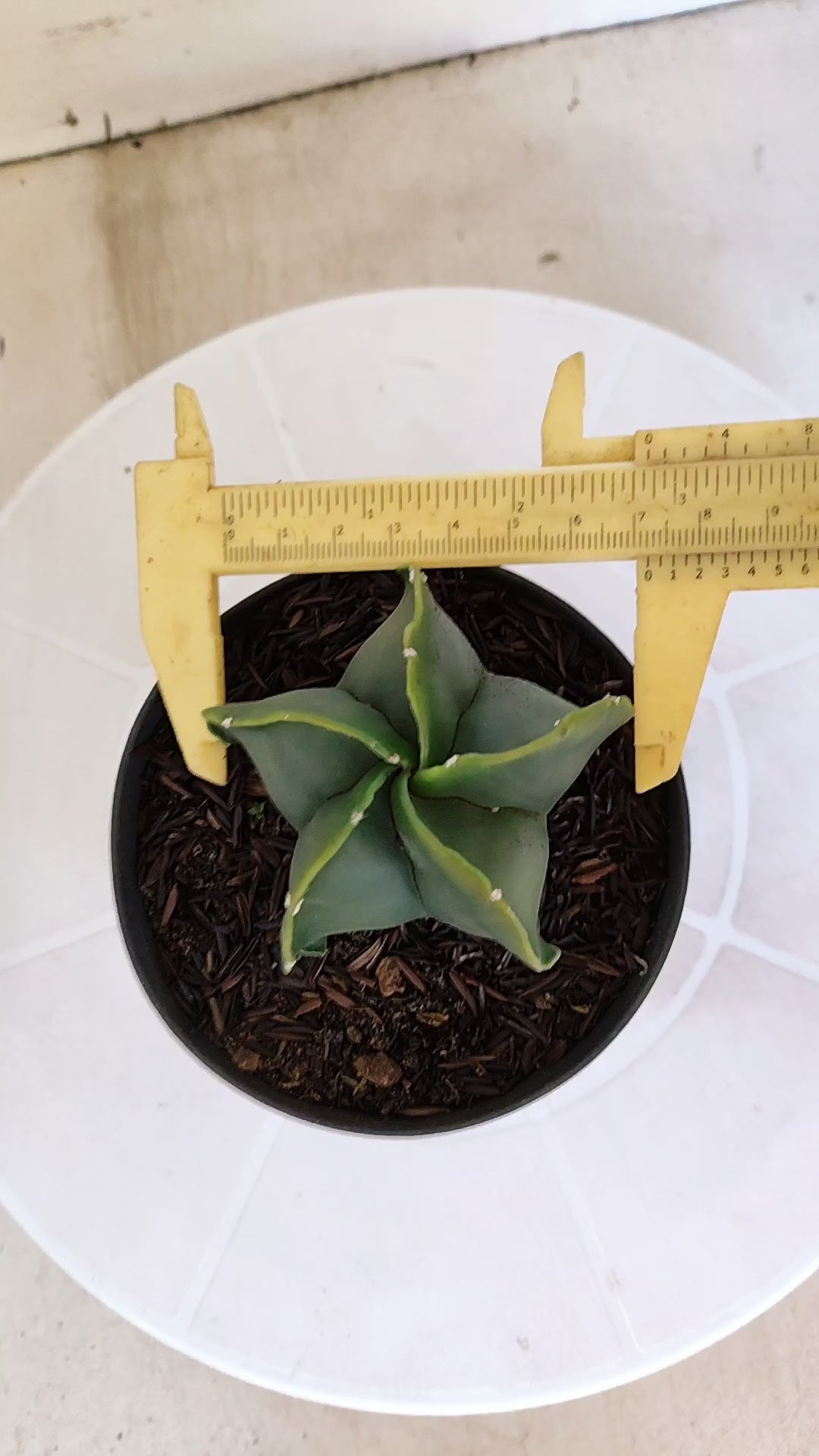 ASTROPHYTUM MYRIOSTIGMA "Nudum" Nº 1239 – vaso 11