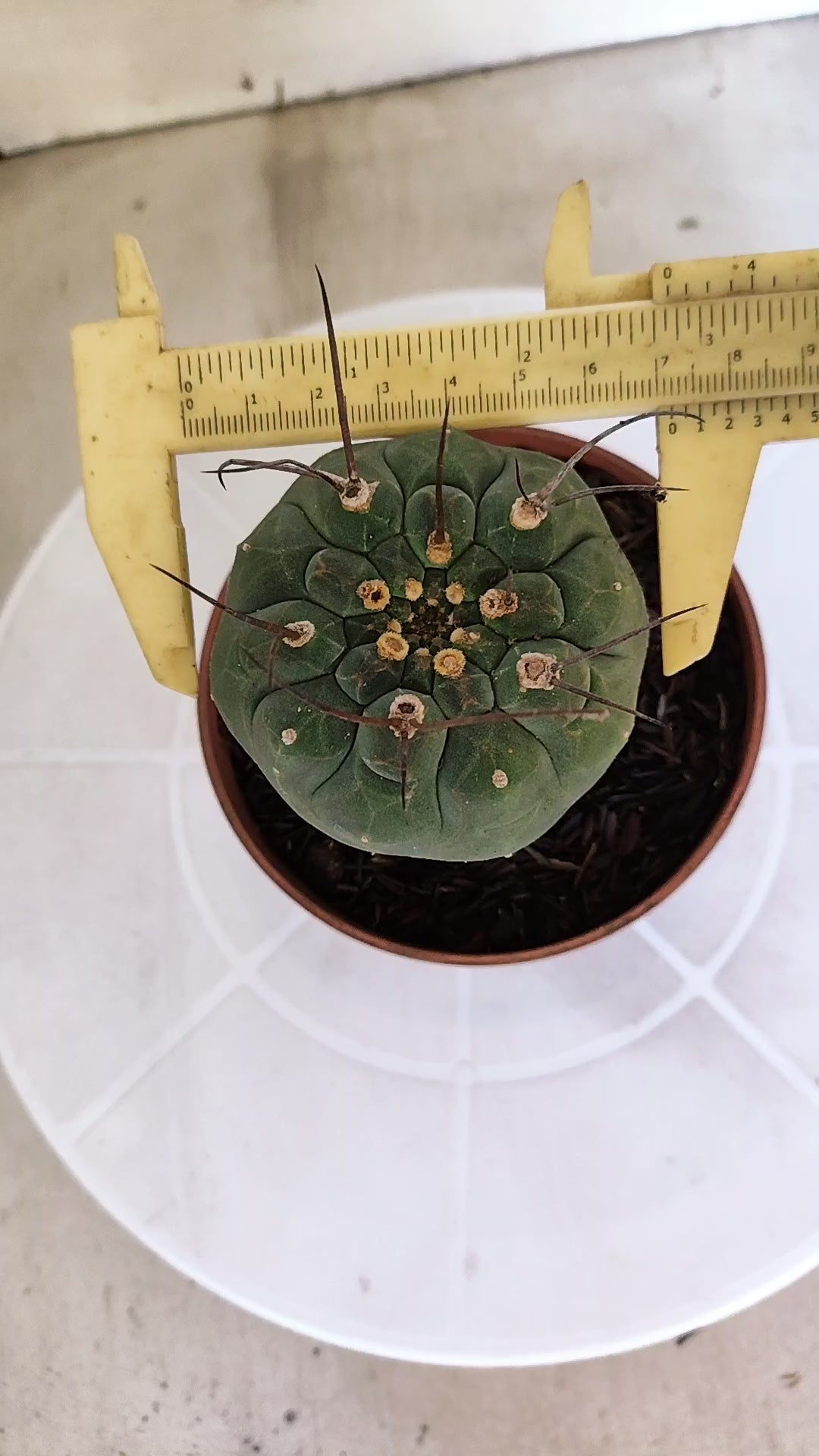 MATUCANA MADISONIORUM Nº 342 – vaso 11