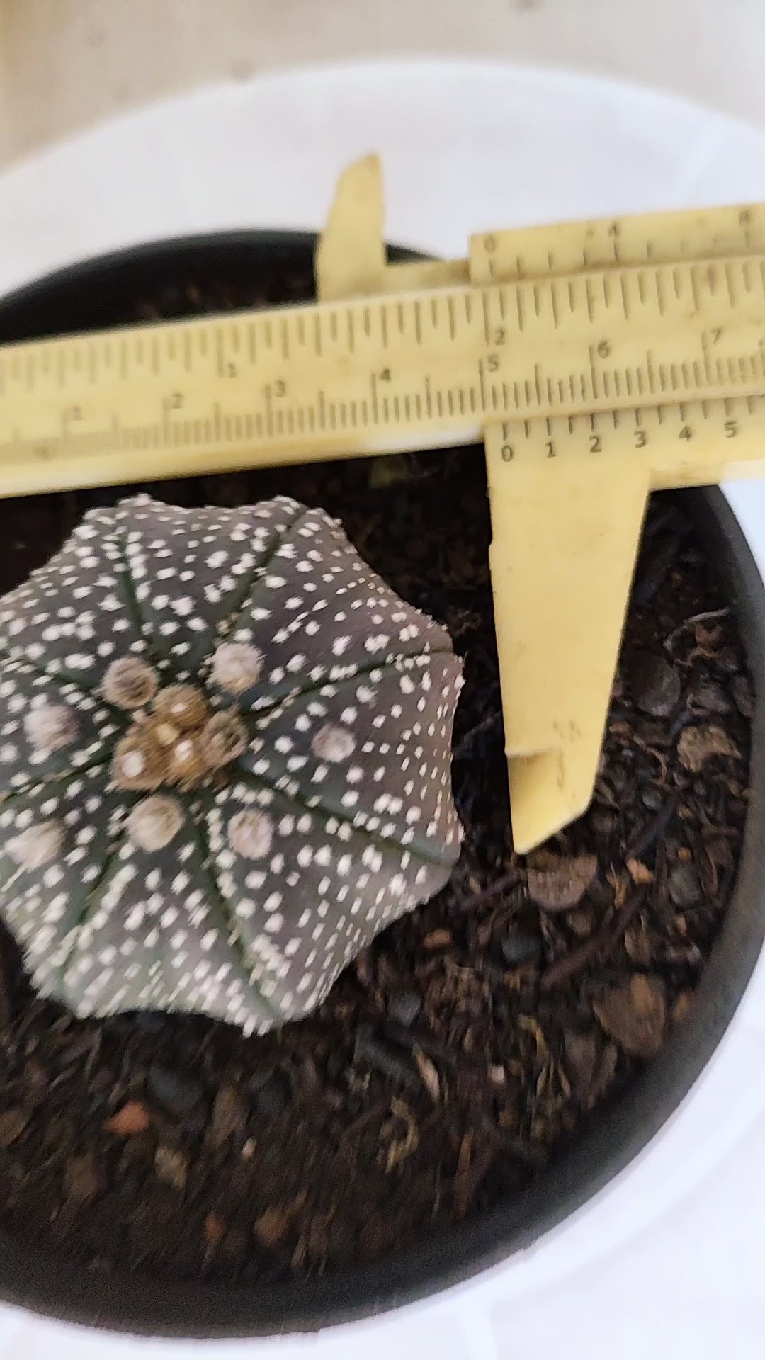 MATRIZ ASTROPHYTUM ASTÉRIAS "Purple STAR SHAPE" Nº 1265 – vaso 11