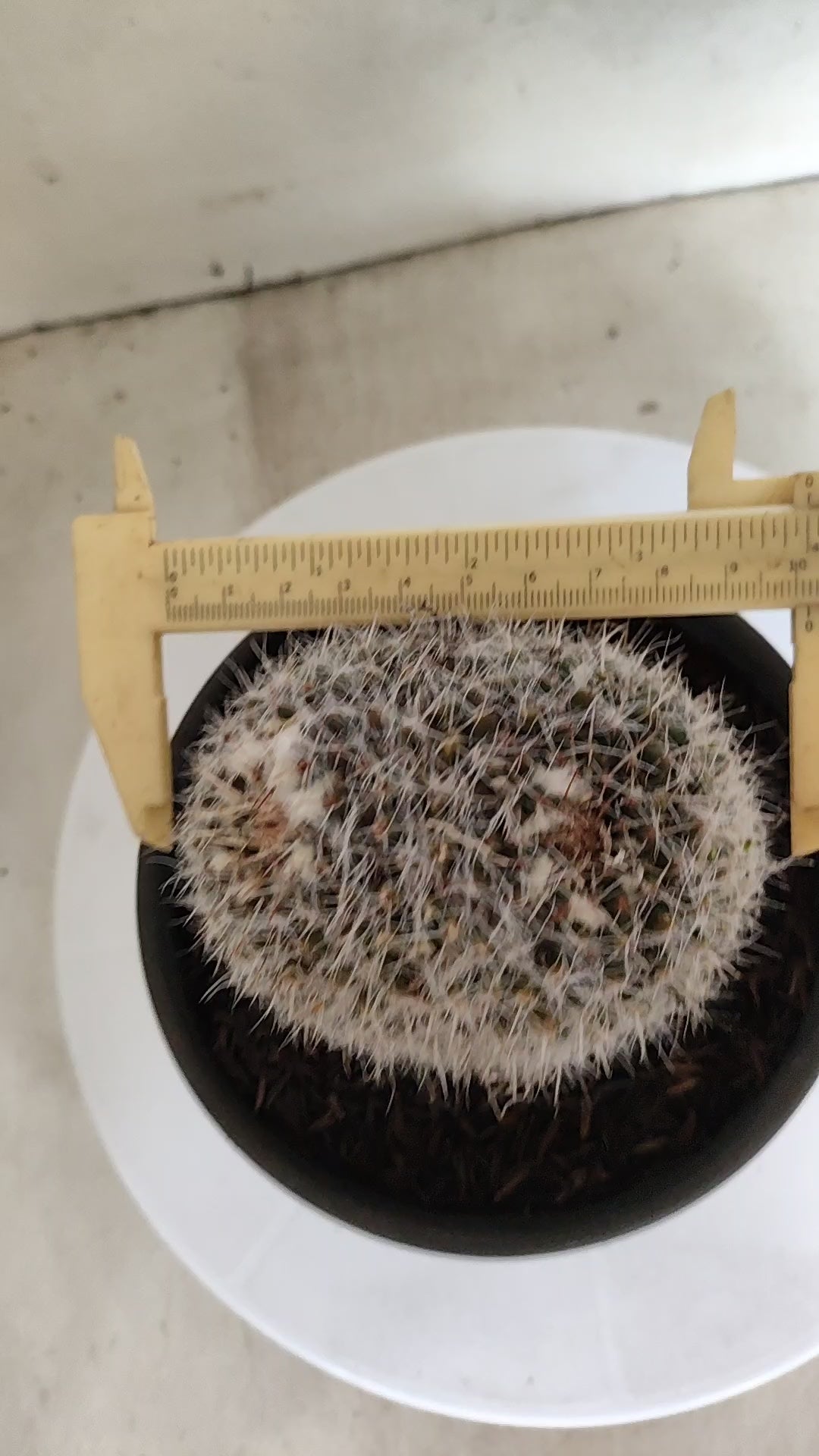 CACTOS Mammillaria Nº 432 – vaso 15