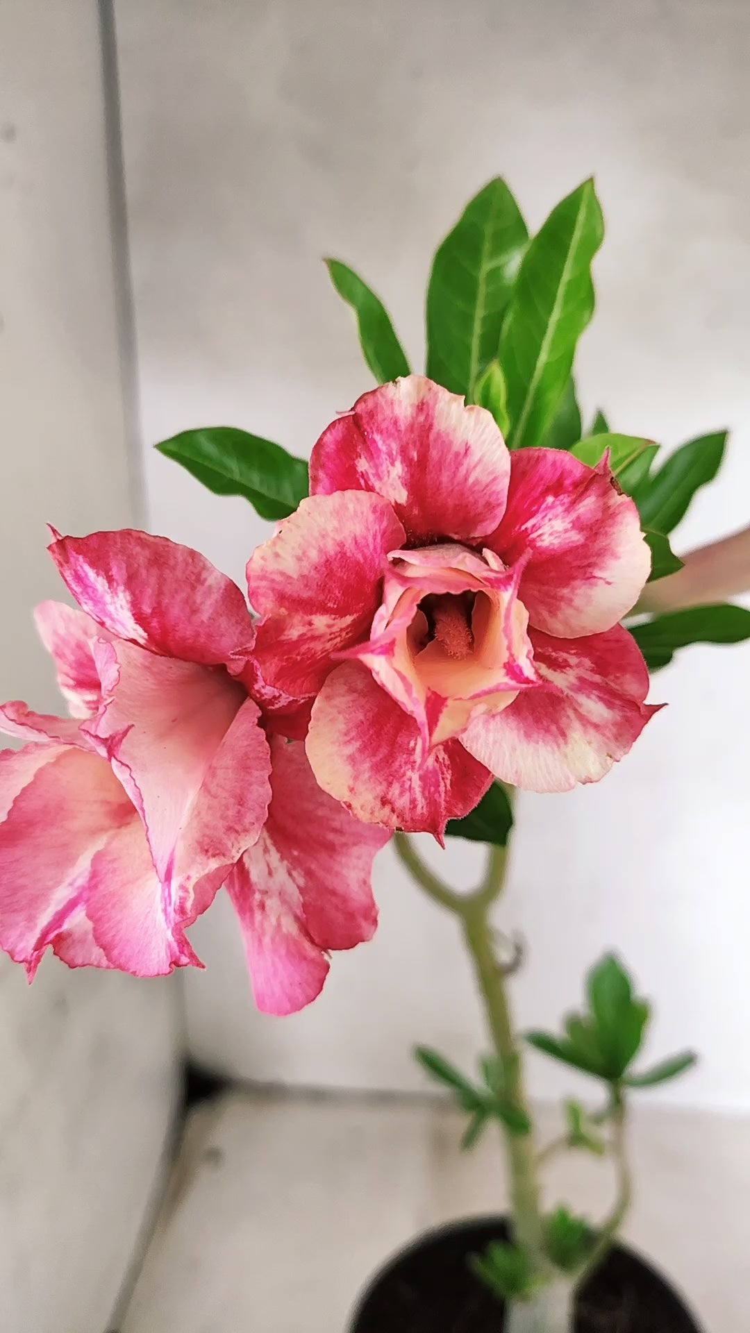 Planta Dobrada 3887 – 30cm – 02 anos