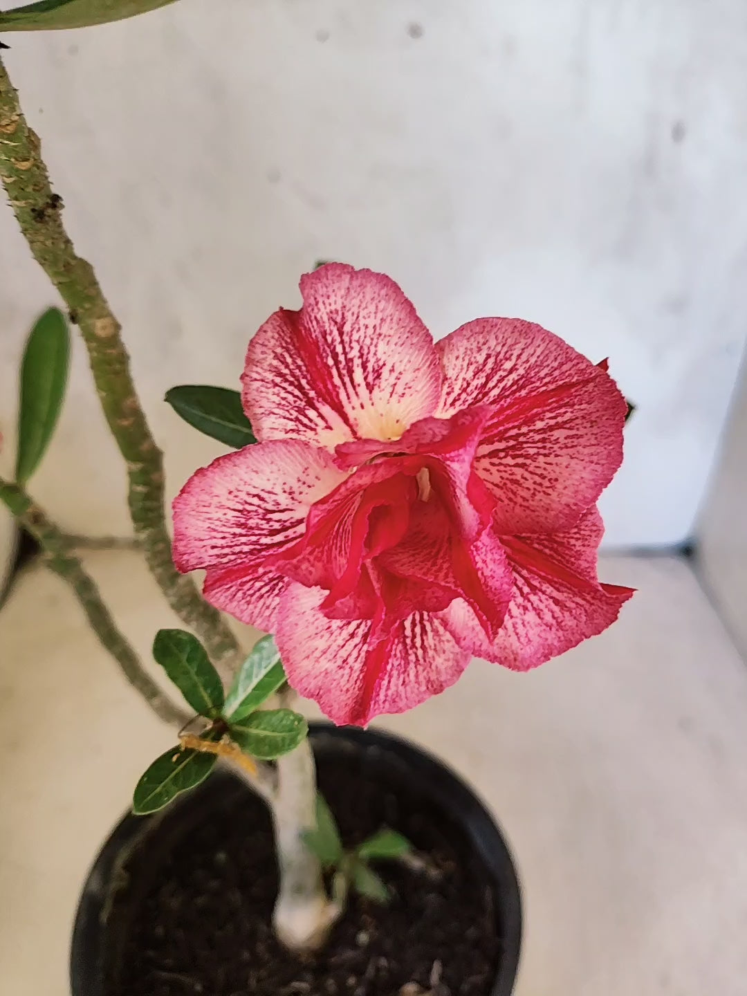 Planta Dobrada 3865 – 30cm – 02 anos