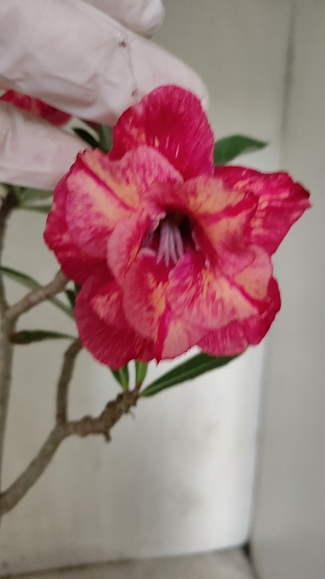 Planta Dobrada 4073 –  35cm – 03 anos - Vaso 15