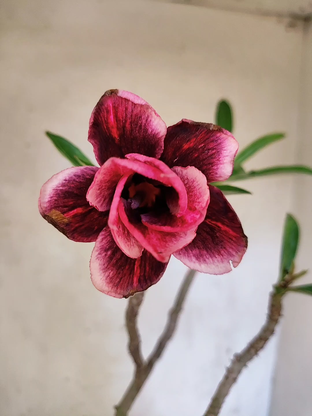 Planta Dobrada 3869 – 30cm – 02 anos