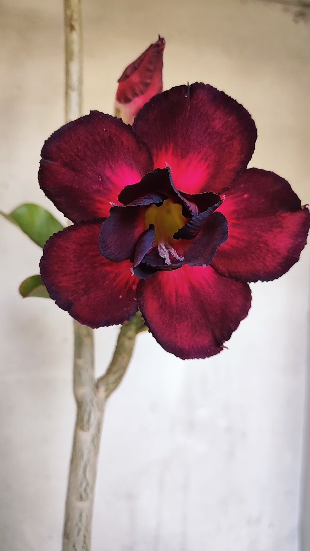 Planta Dobrada 3976 – 35cm – 03 anos
